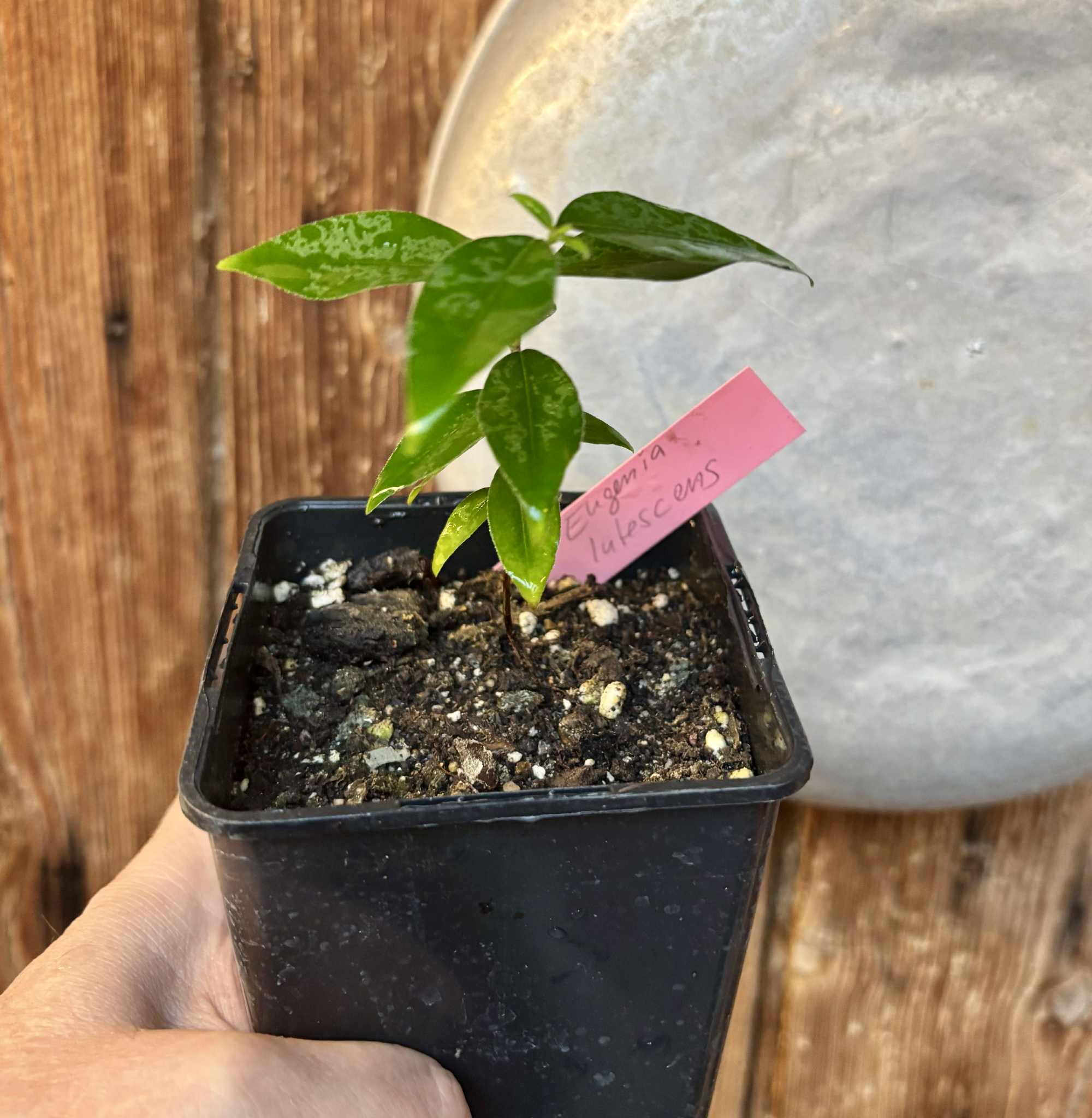 Uvaia do Campo - Eugenia lutescens -  1 potted seedling / 1 getopfter Sämling