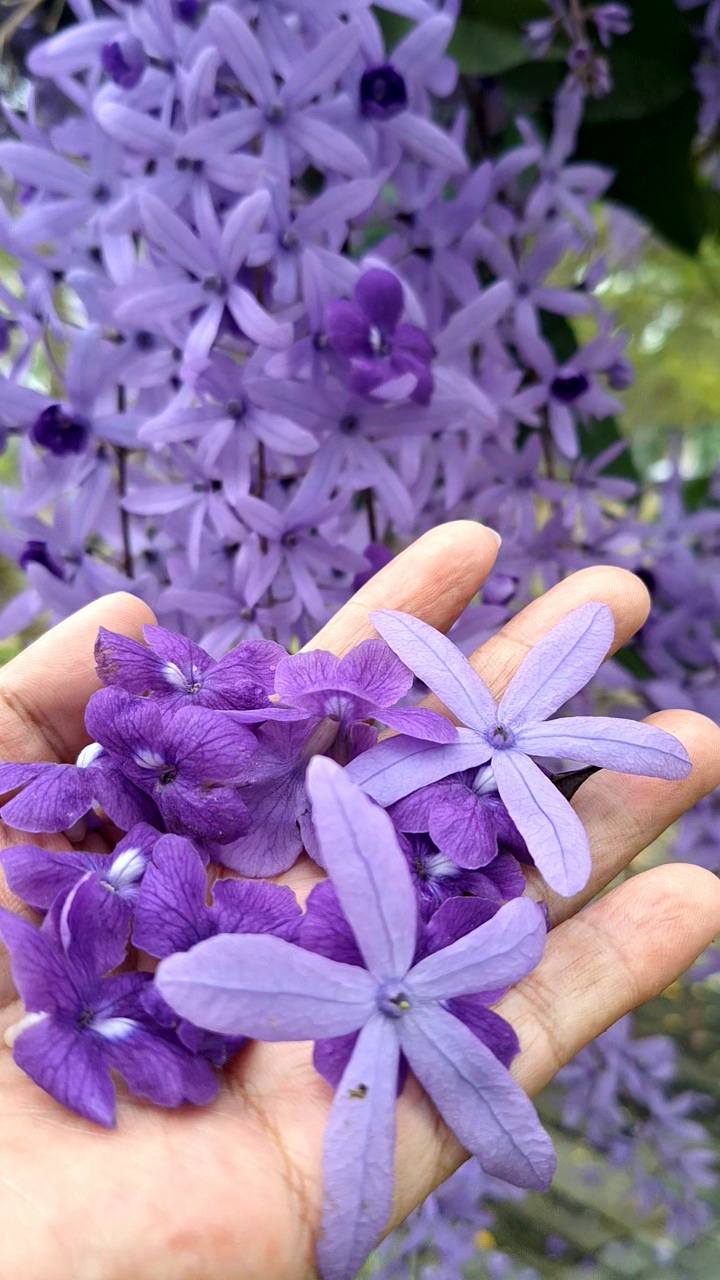 Sandpaper Vine (Petrea volubilis)  - 1 potted plant / 1 getopfte Pflanze