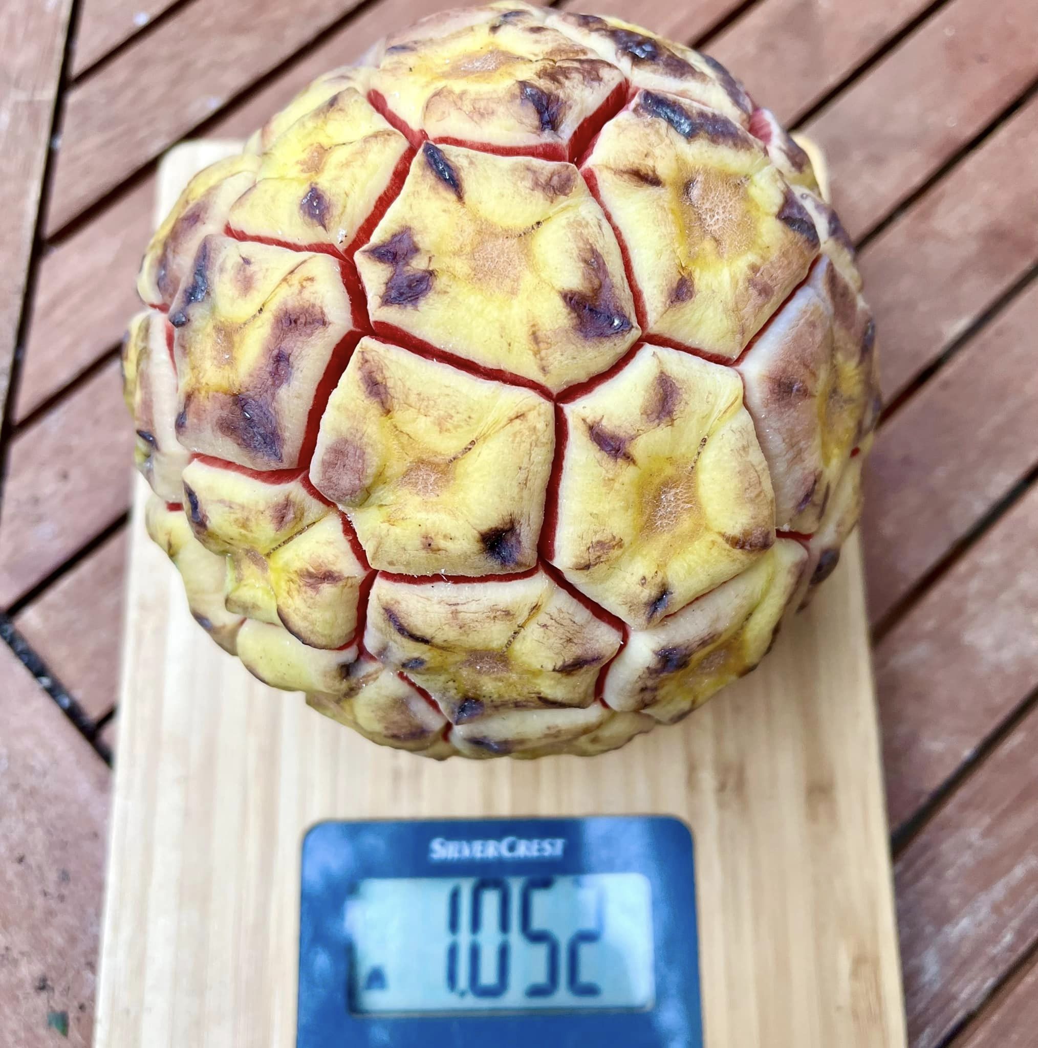 Kadsura heteroclita "Bursting Star" - 1 germinated seed / 1 gekeimter Samen