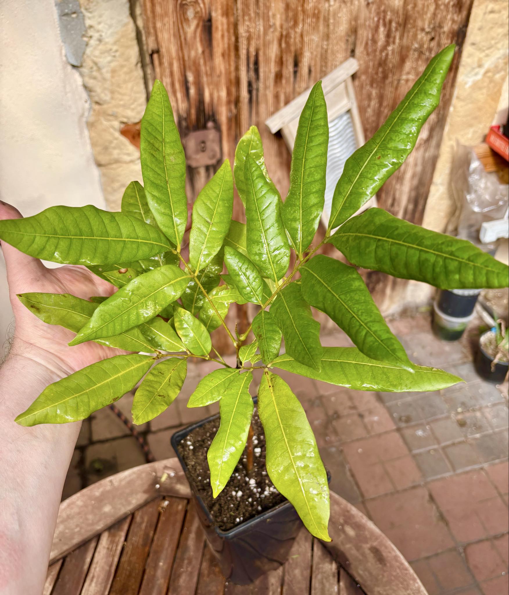 3 years old - Longan (Dimocarpus longan) - 1 potted plant / 1 getopfte Pflanze