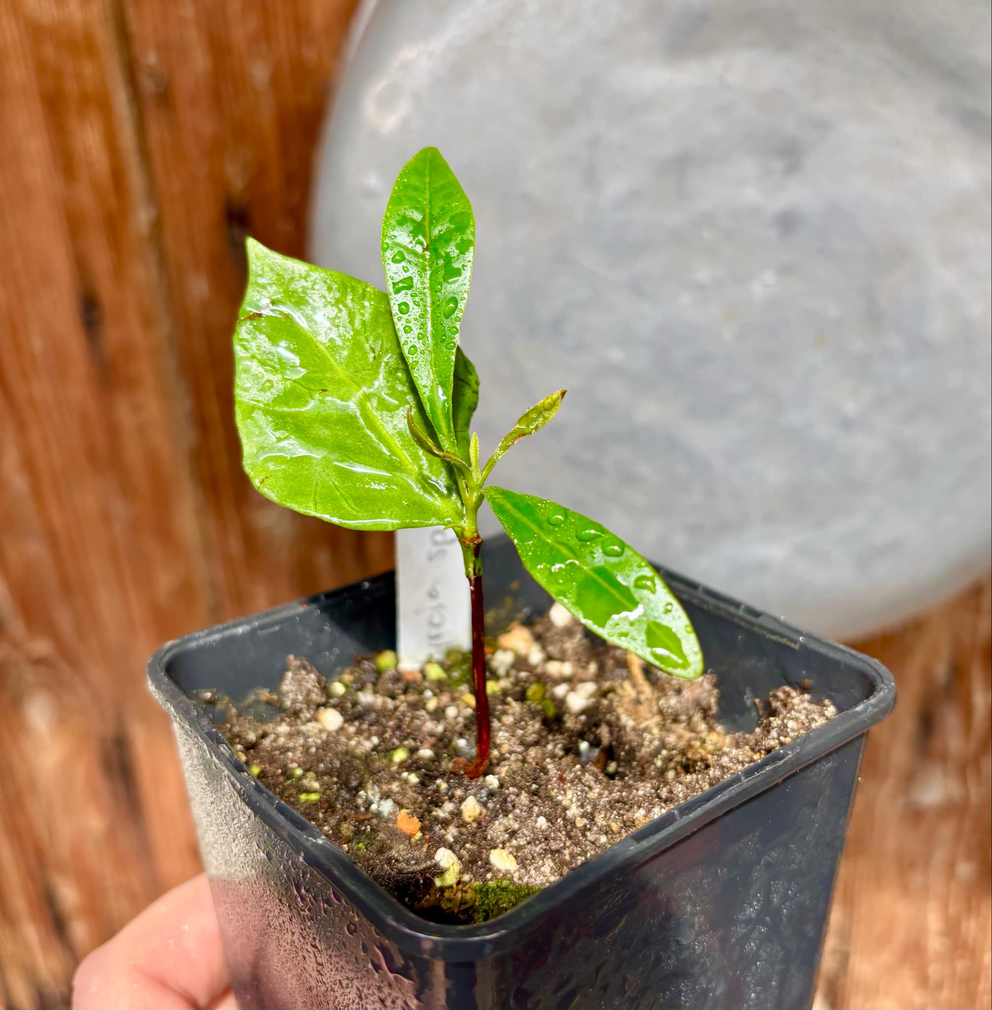 our last plant - Myrcia sp Quina -  1 potted plant / 1 getopfte Pflanze