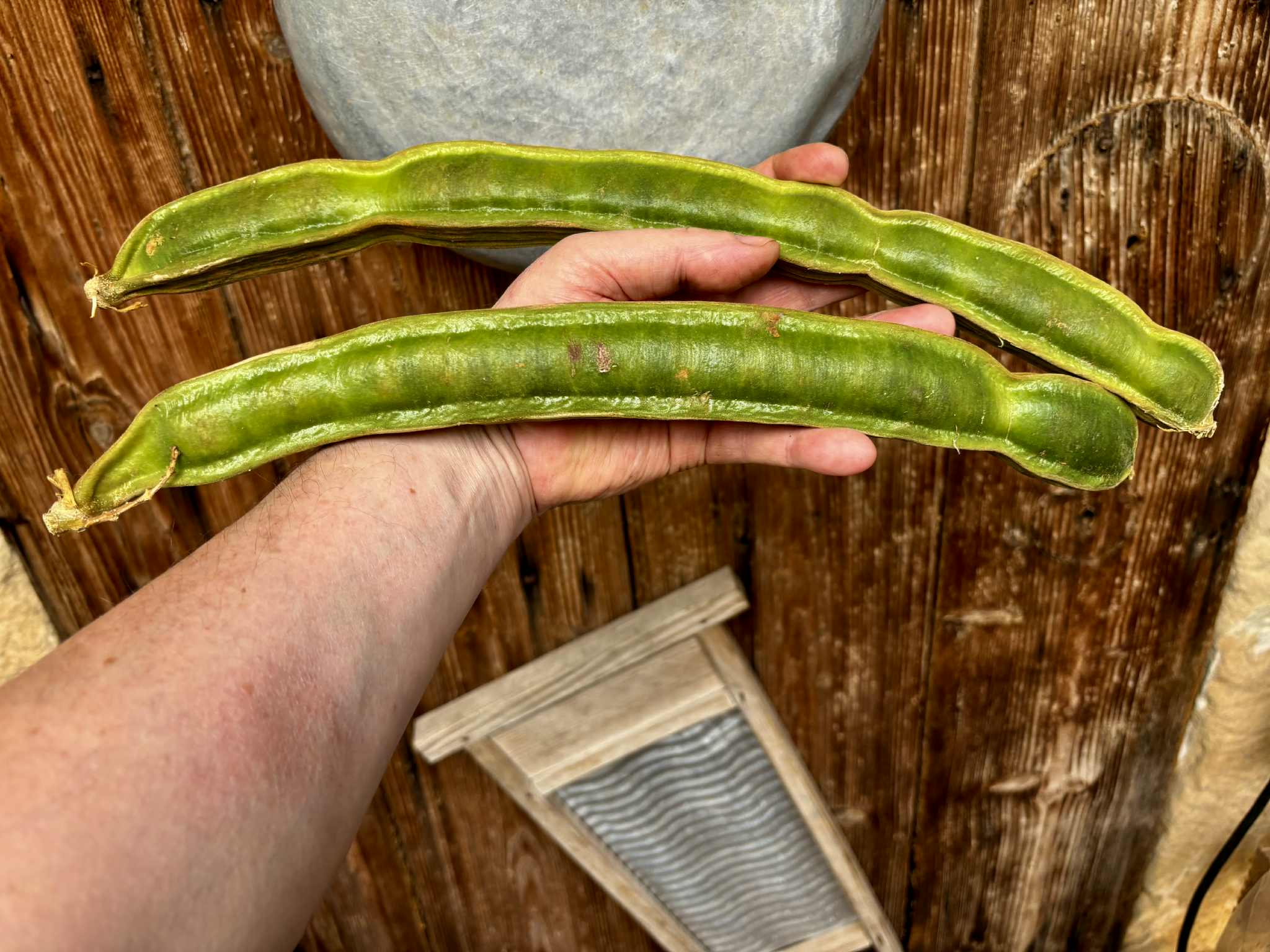 1 fruit - Inga feuilleei - Pacay Ice Cream Bean - 1 fresh fruit / 1 frische Frucht 