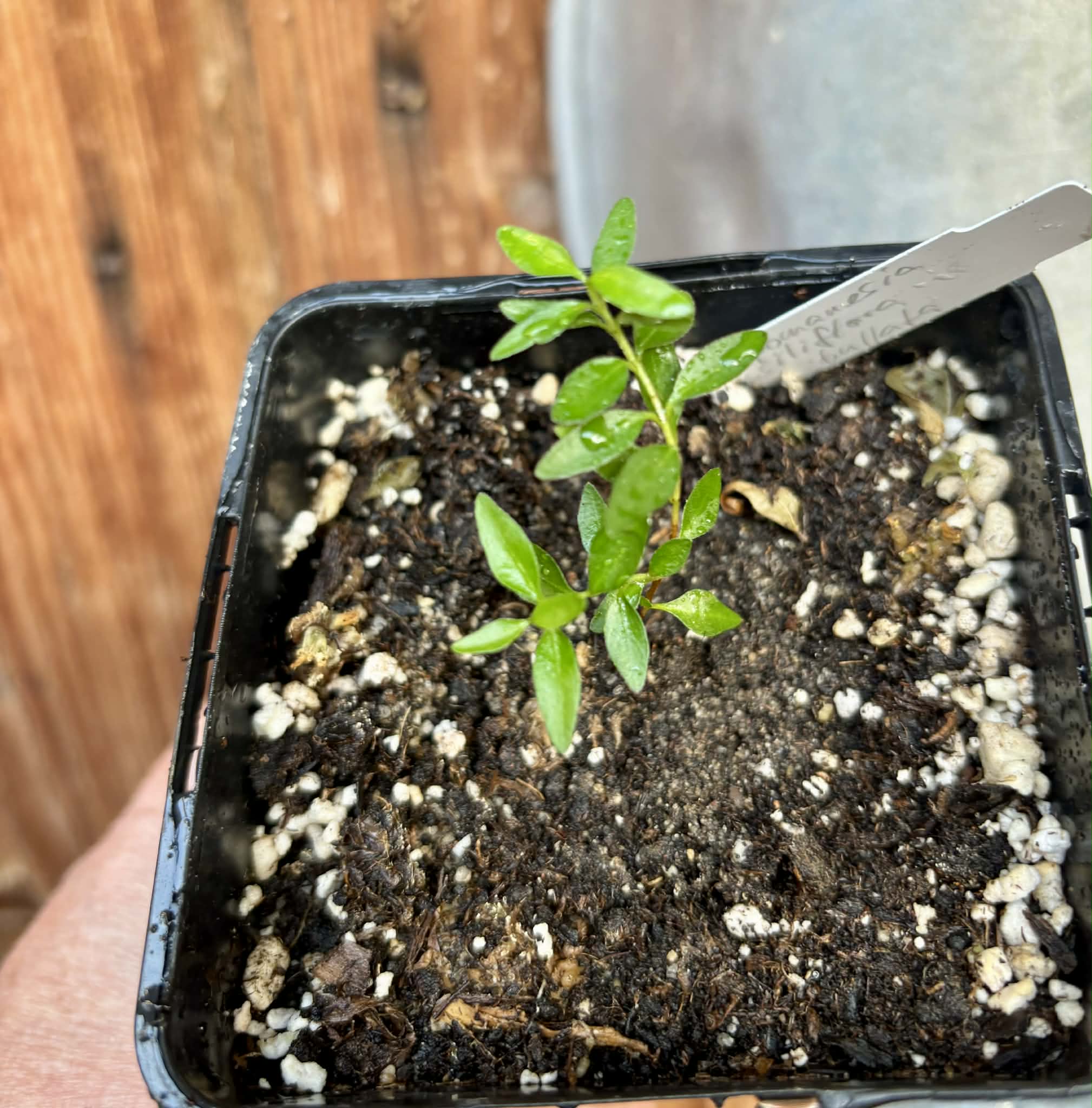 Campomanesia sessiliflora var. Bullata -  1 potted seedling / 1 getopfter Sämling