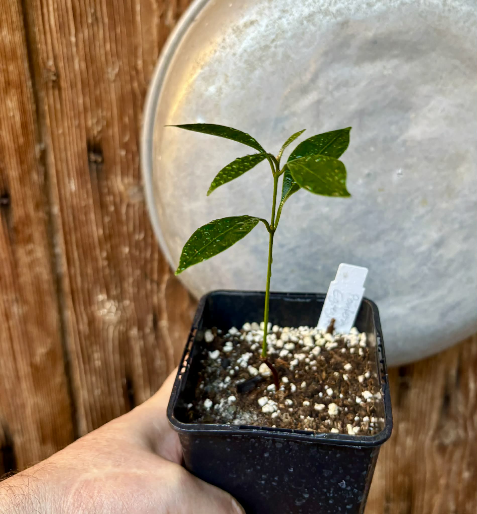 Pouteria aff egregia  -  1 potted seedling / 1 getopfter Sämling