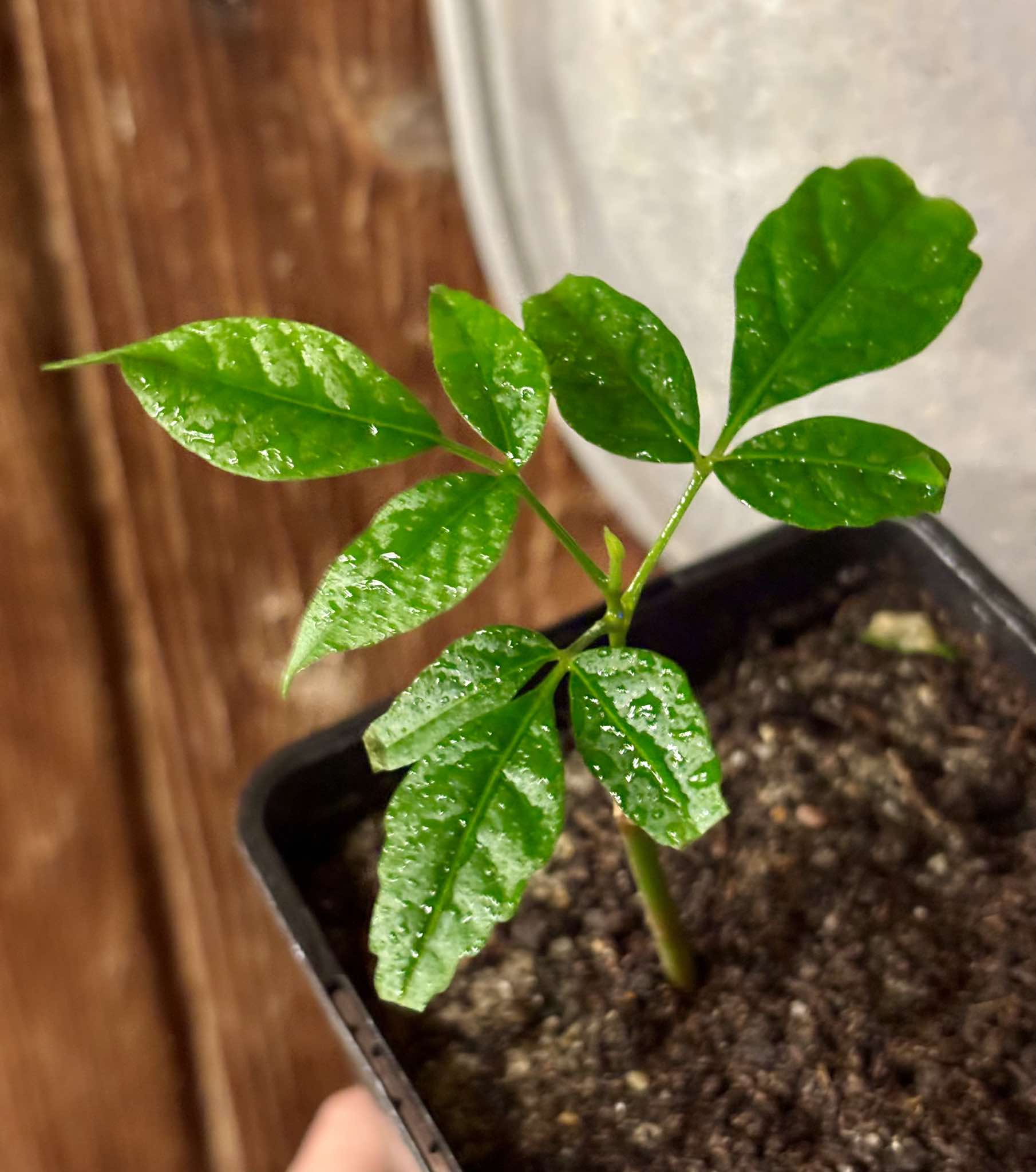 Spondias dulcis - 1 small potted seedling / 1 kleiner, getopfter Sämling Spondias dulcis - 1 small potted seedling / 1 kleiner, getopfter Sämling