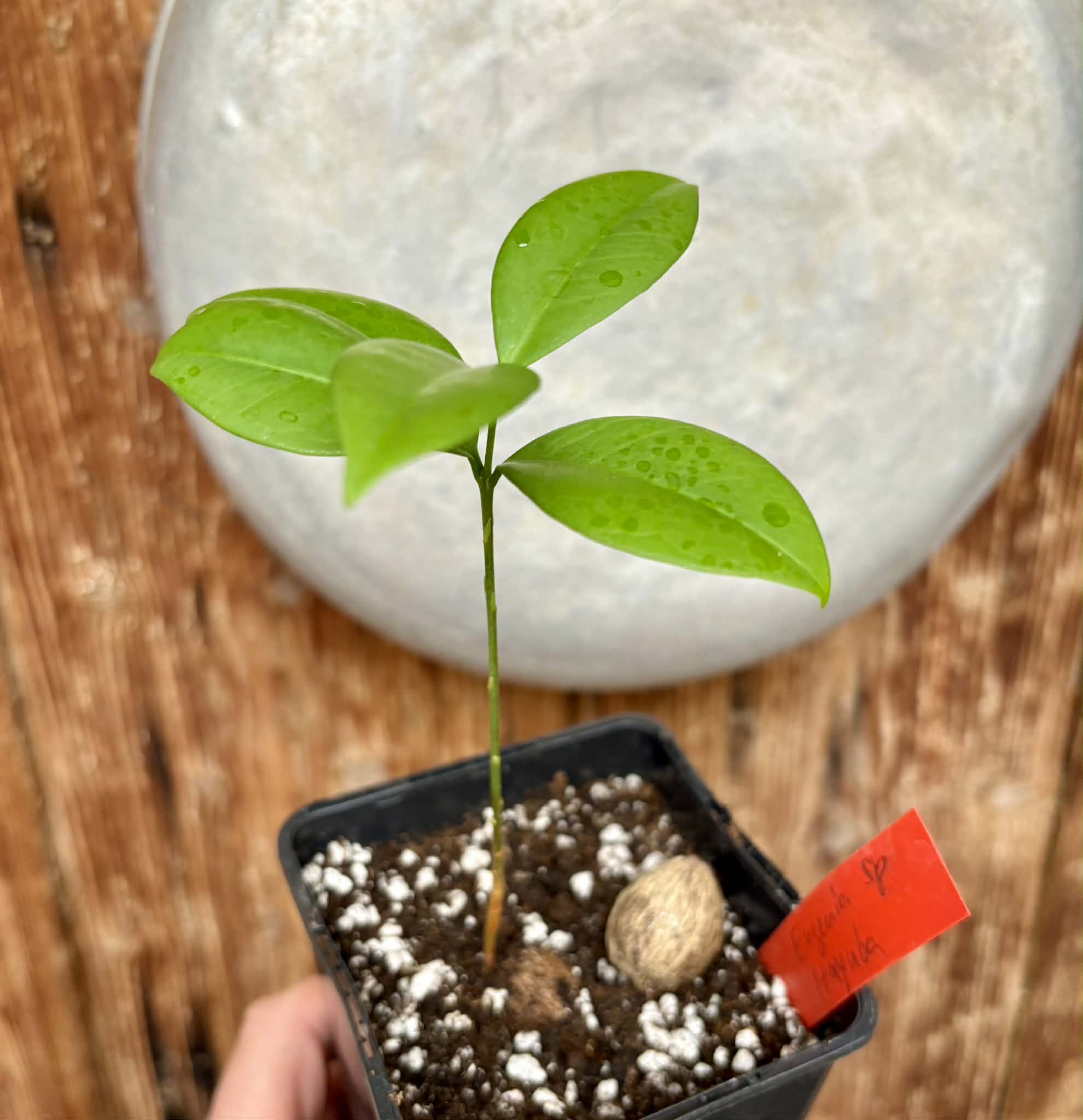 Hybrid Typ B - Eugenia sp Itayuba - 1 potted seedling / 1 getopfter Sämling