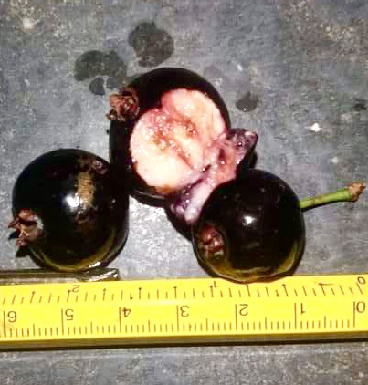 Eugenia sp Batinga Verdadeira -  1 germinated seed / 1 gekeimter Samen