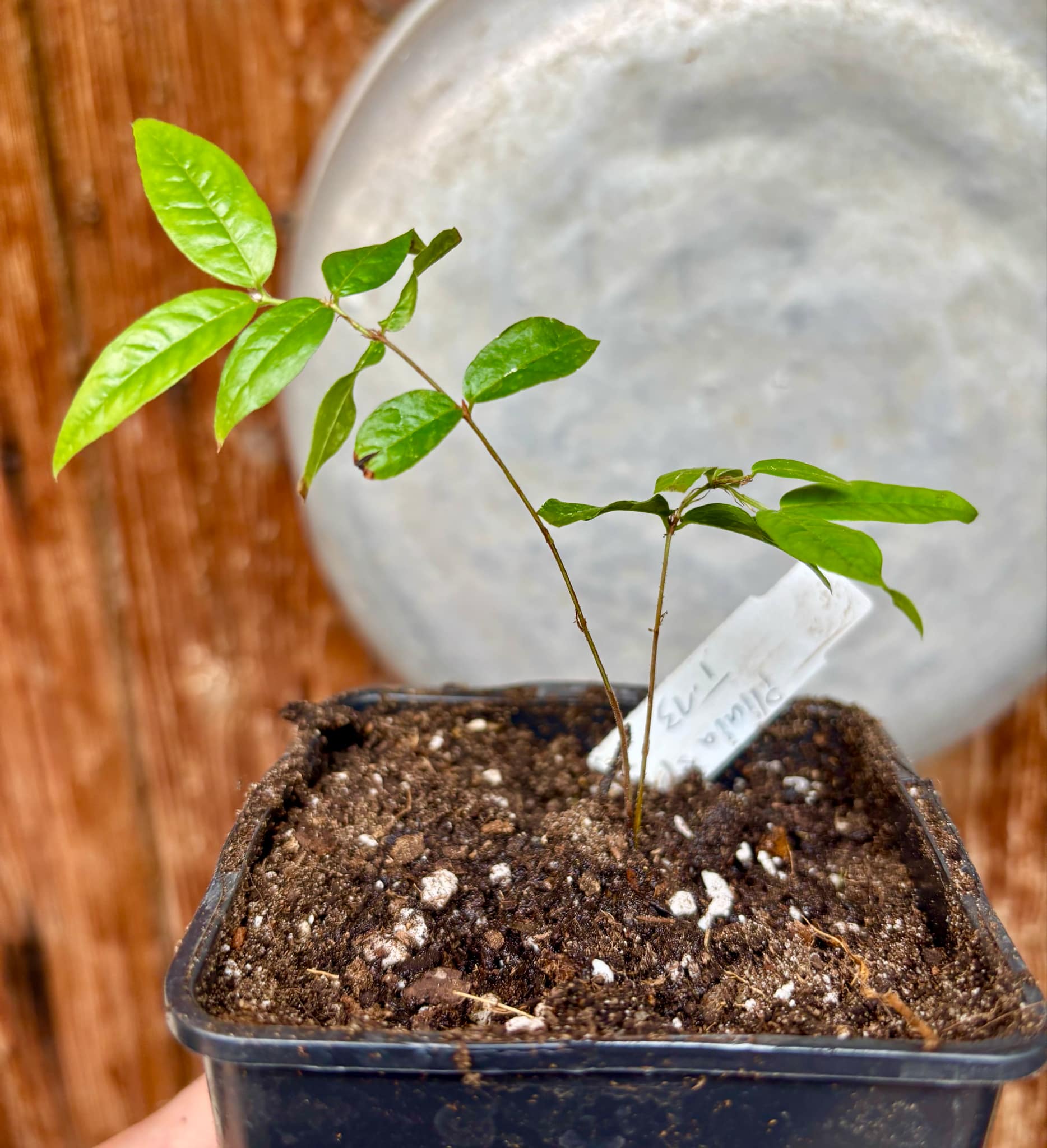Jaboticaba - Plinia sp T13 - Phitrantha Pink Rosa x unknown Plinia - 1 small potted plant / 1 kleine getopfte Pflanze 