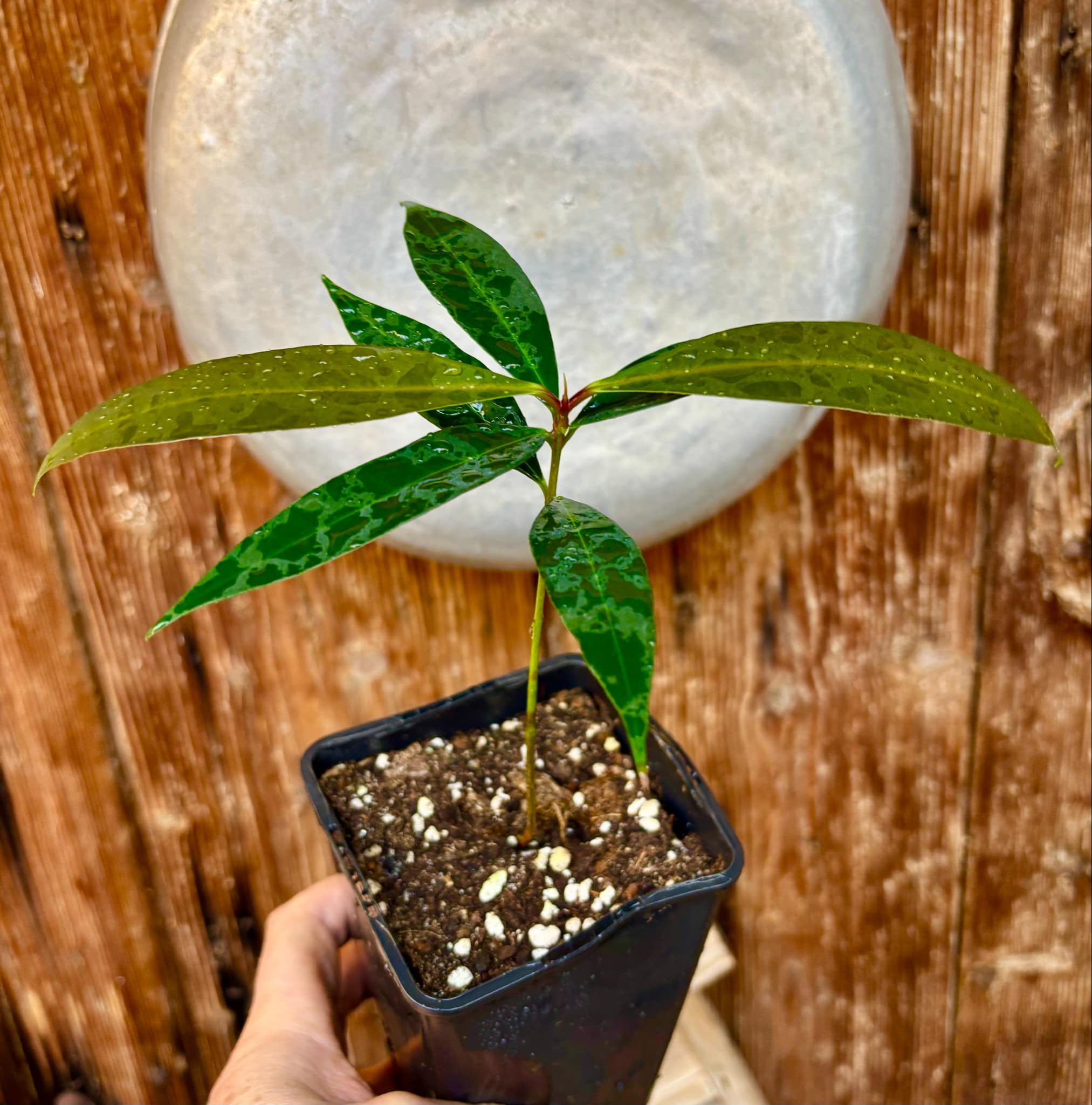 Eugenia sp Jambo da Mata -  1  potted seedling / 1 getopfter Sämling