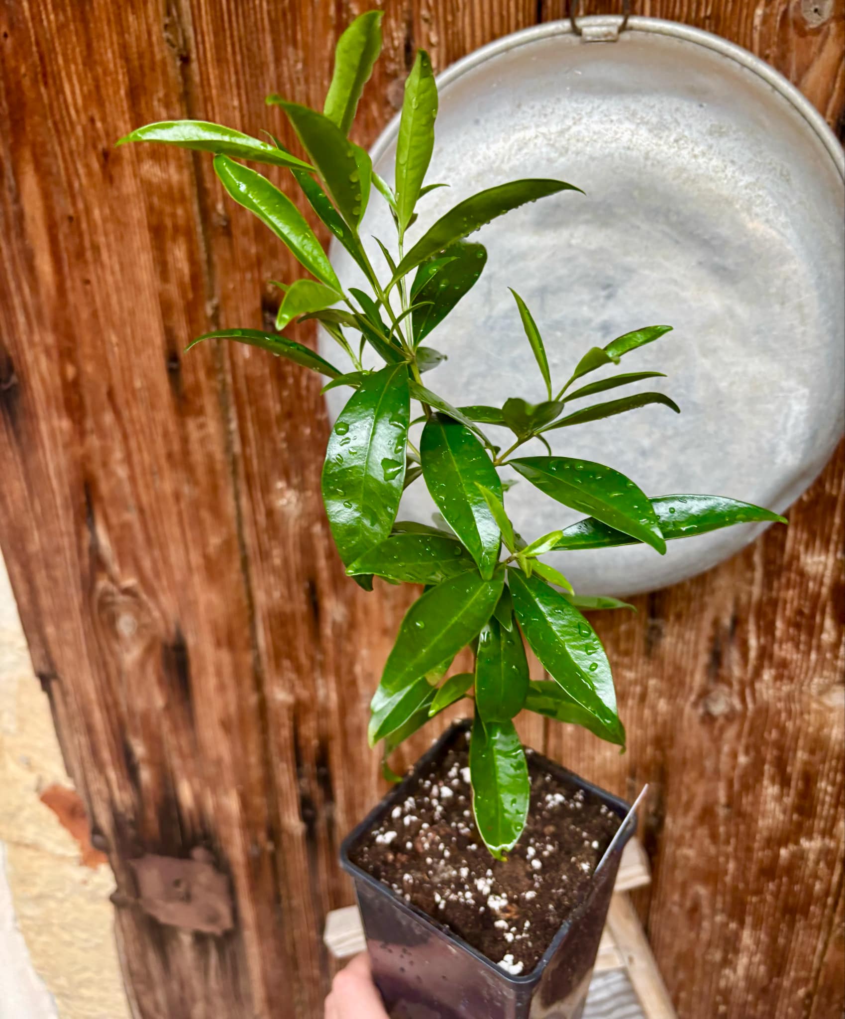 Eugenia involucrata var. Scarlet - 1 potted plant / 1 getopfte Pflanze