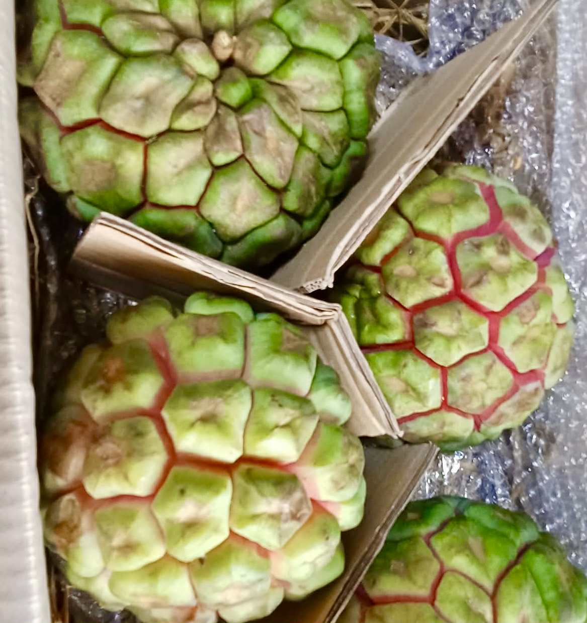 Kadsura heteroclita "Green" - 1 fresh seed / 1 frischer Samen