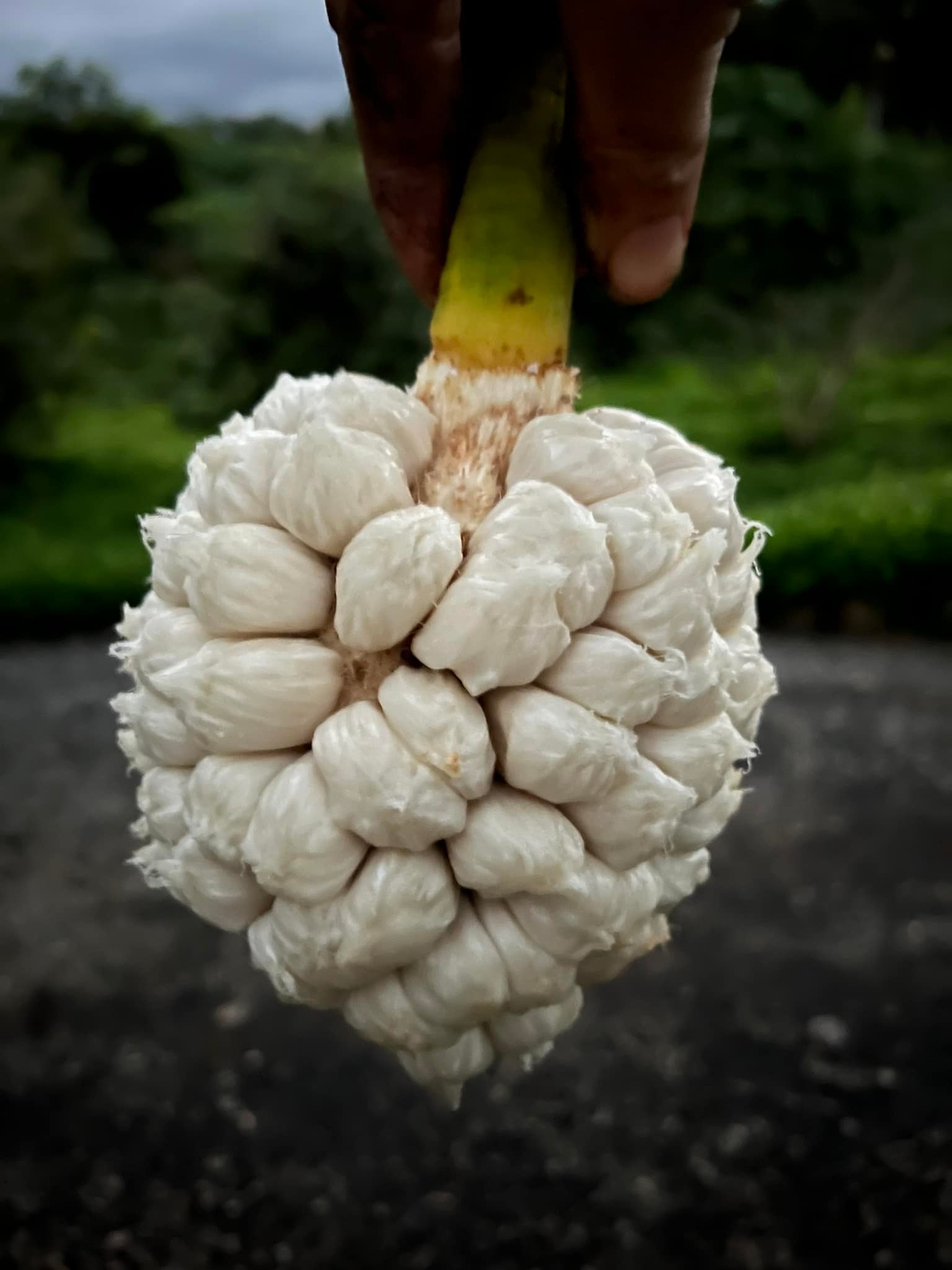 Pedalai (Artocarpus sericicarpus) - 1 germinated seed / 1 gekeimter Samen