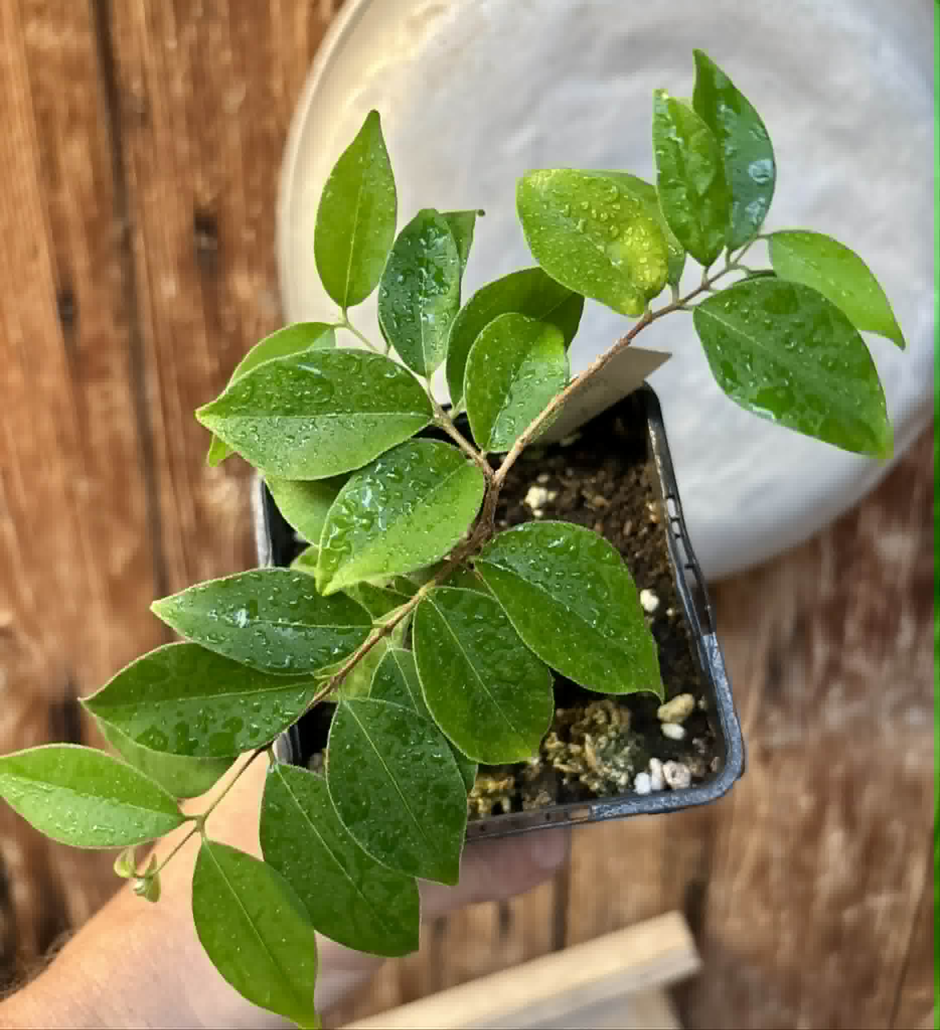 Eugenia sp Guajuba suave -  1 potted seedling / 1 getopfter Sämling