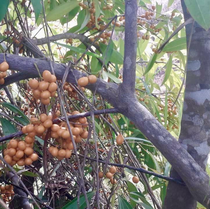 Pitombinha da Amazonia (Abuta grandifolia) - 1 potted seedling / 1 getopfter Sämling