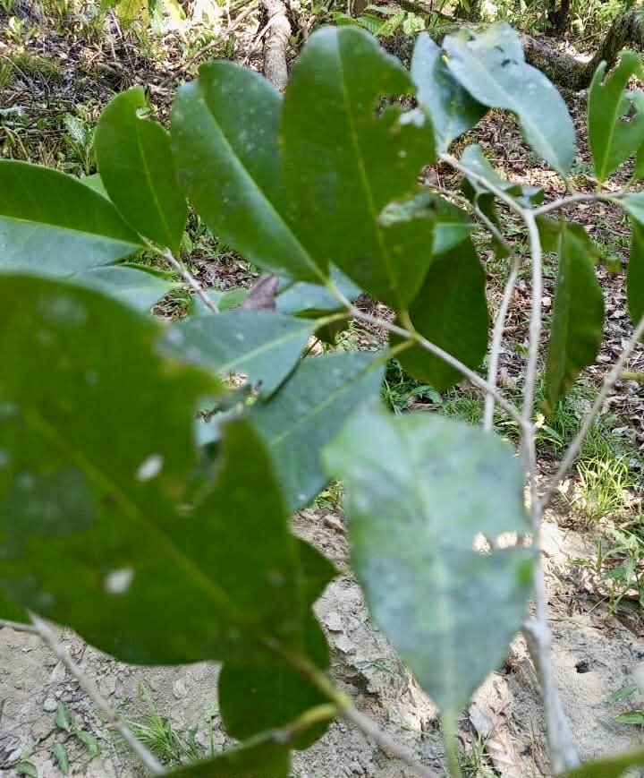 Pre Order - Psidium sp Anacardium -  1 fresh seed / 1 frischer Samen