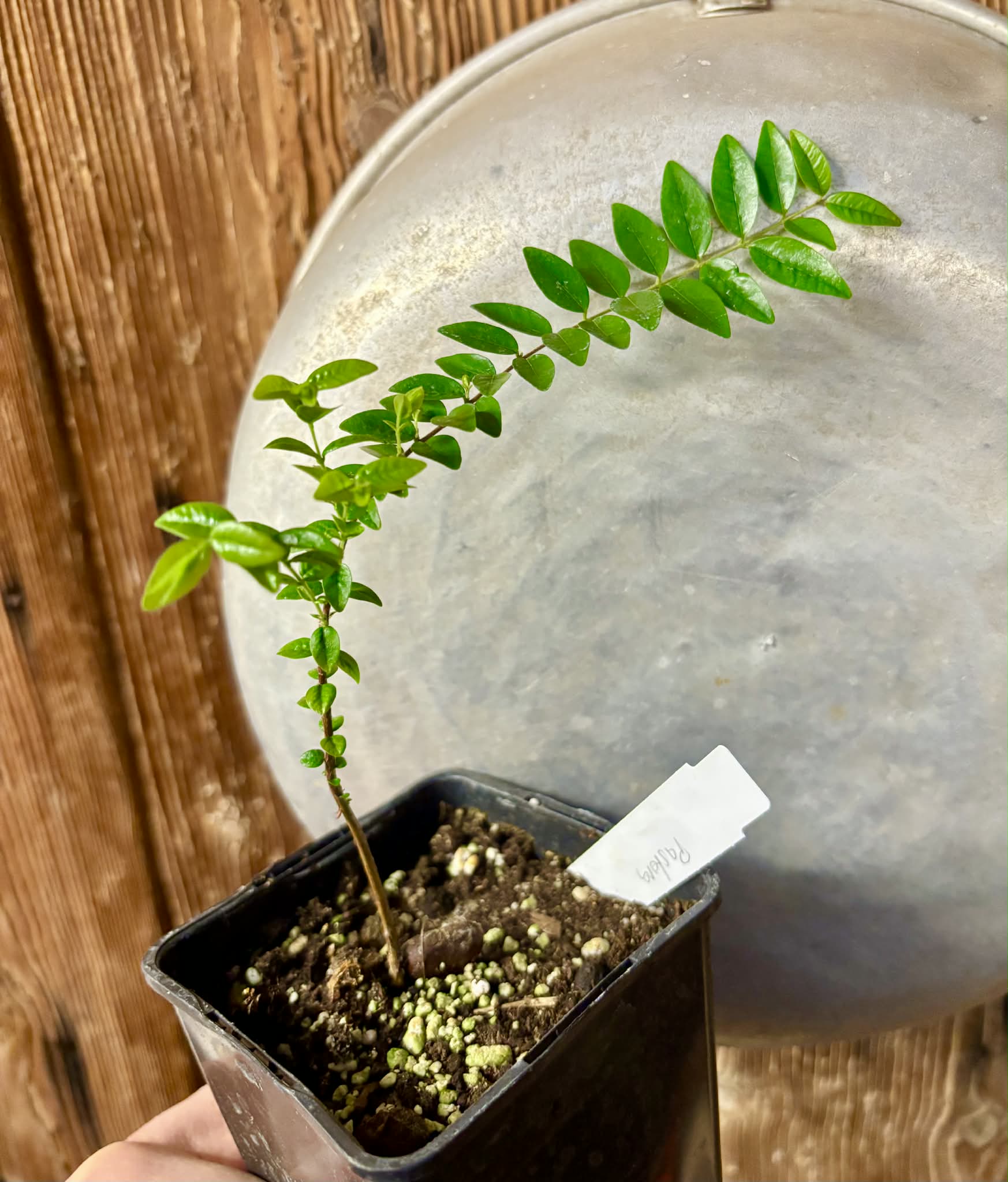 Myrciaria sp Pastora - 1 potted seedling / 1 getopfter Sämling