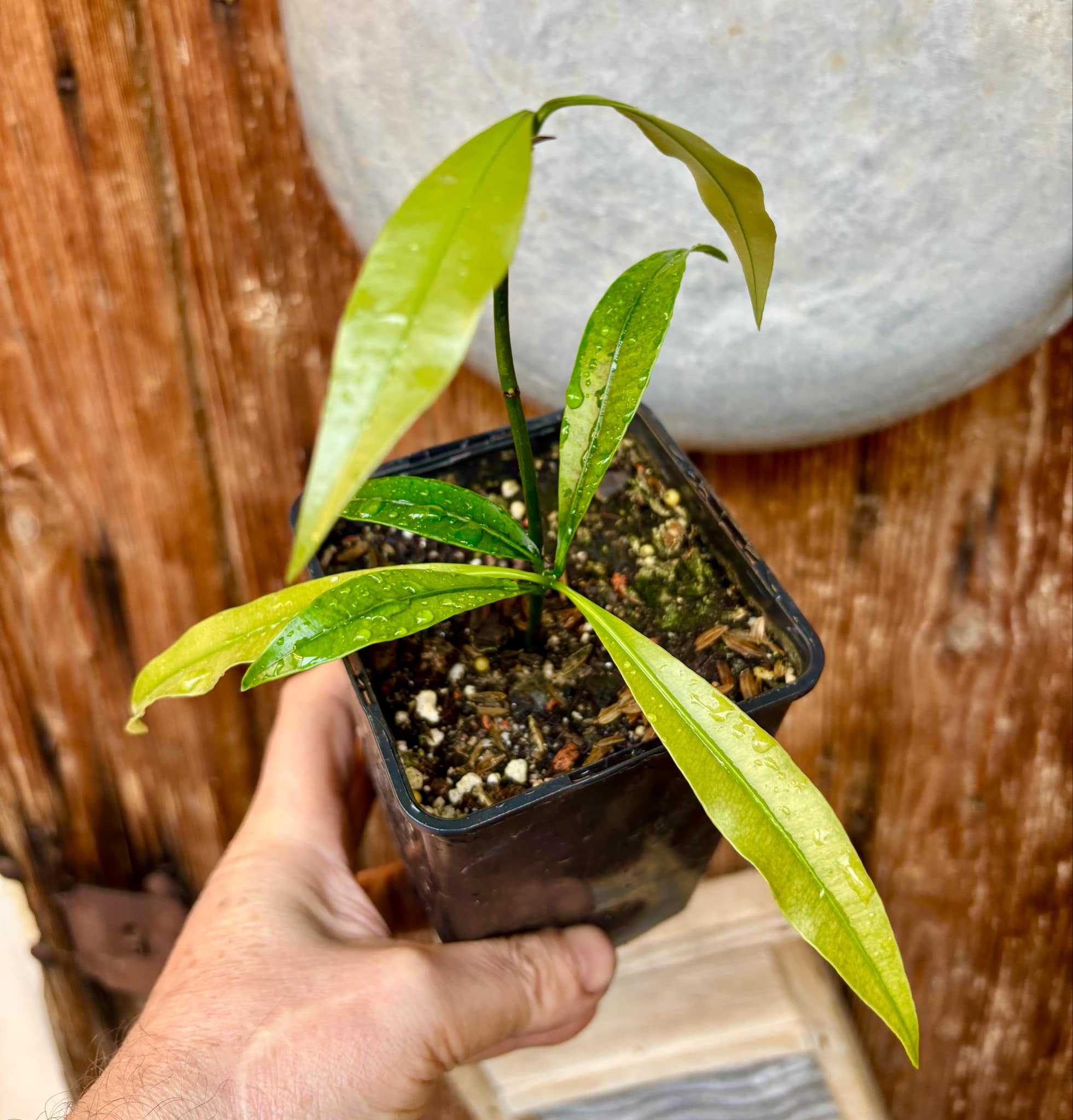 Lemon Drop Mangosteen (Garcinia intermedia) - 1 potted plant / 1 getopfte Pflanze