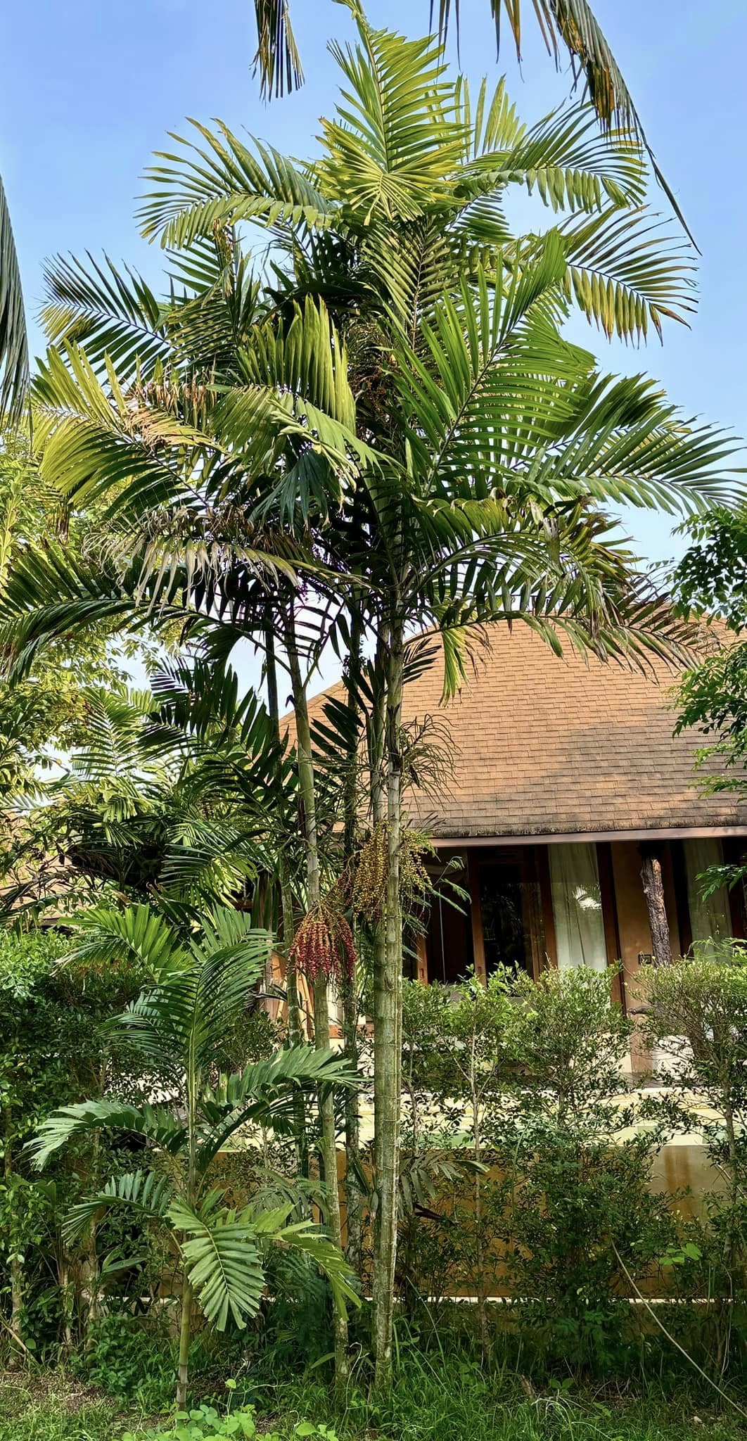 Palm Adonidia merrillii -  1 potted plant / 1 getopfte Pflanze