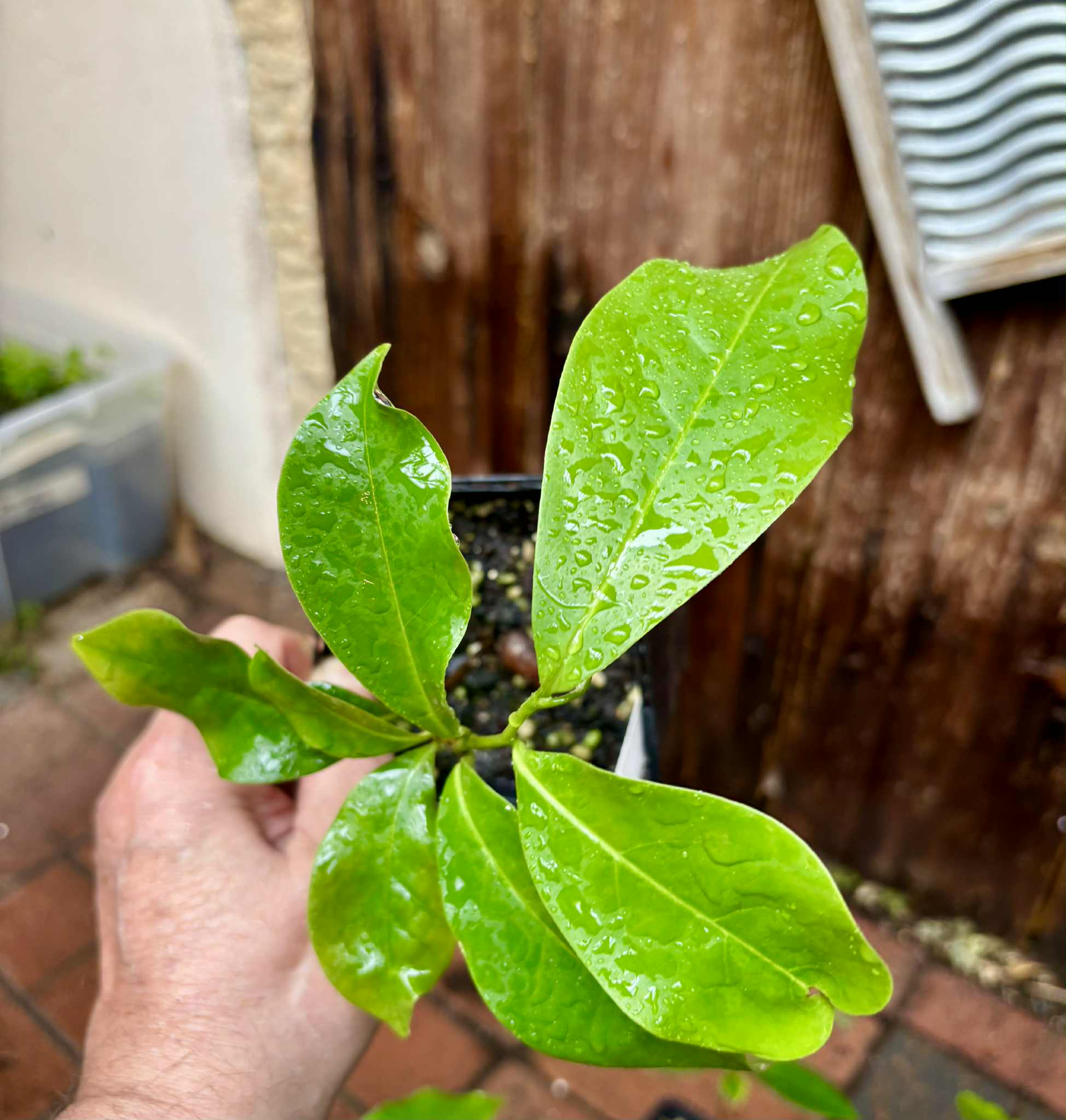 Annona montana - Mountain Soursop - 1 potted plant / 1 getopfte Pflanze
