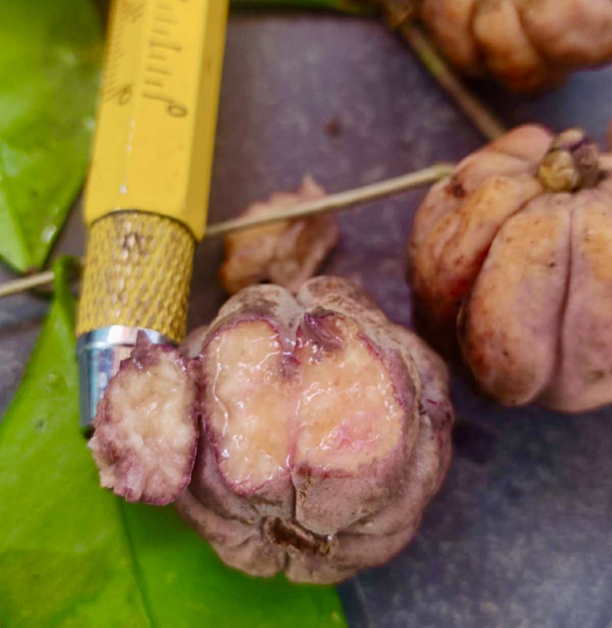 Eugenia sp Pitangao amarelo - 1 fresh seed / 1 frischer Samen