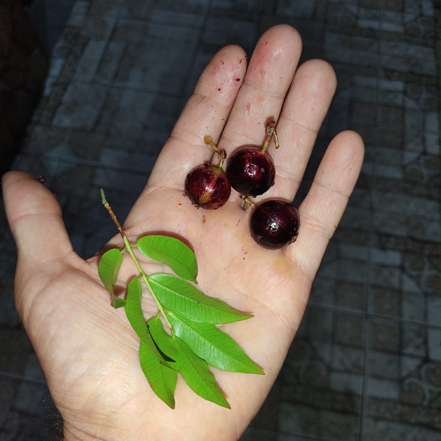 Pre Order - Plinia sp. Pingo de Mel Rajada Maraú -  1 fresh seed / 1 frischer Samen