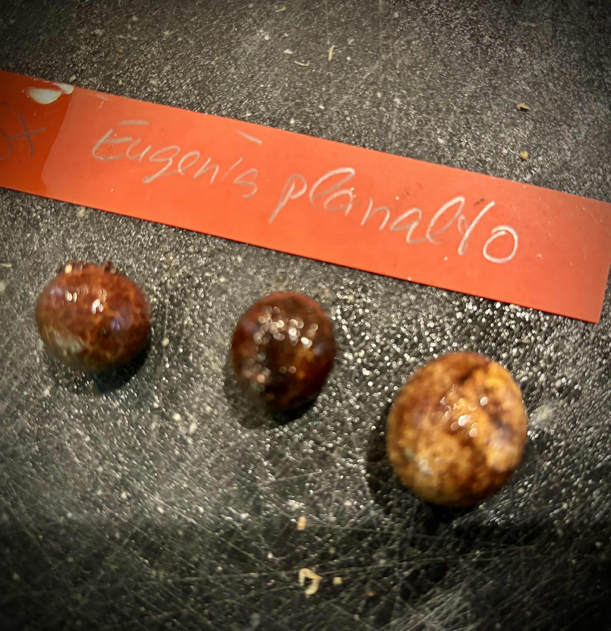 only 3 seeds available - Eugenia sp Planalto - 1 fresh seed / 1 frischer Samen