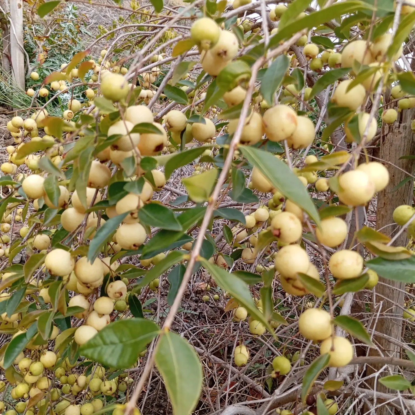 Psidium sartorianum - 1 fresh seed / 1 frischer Samen