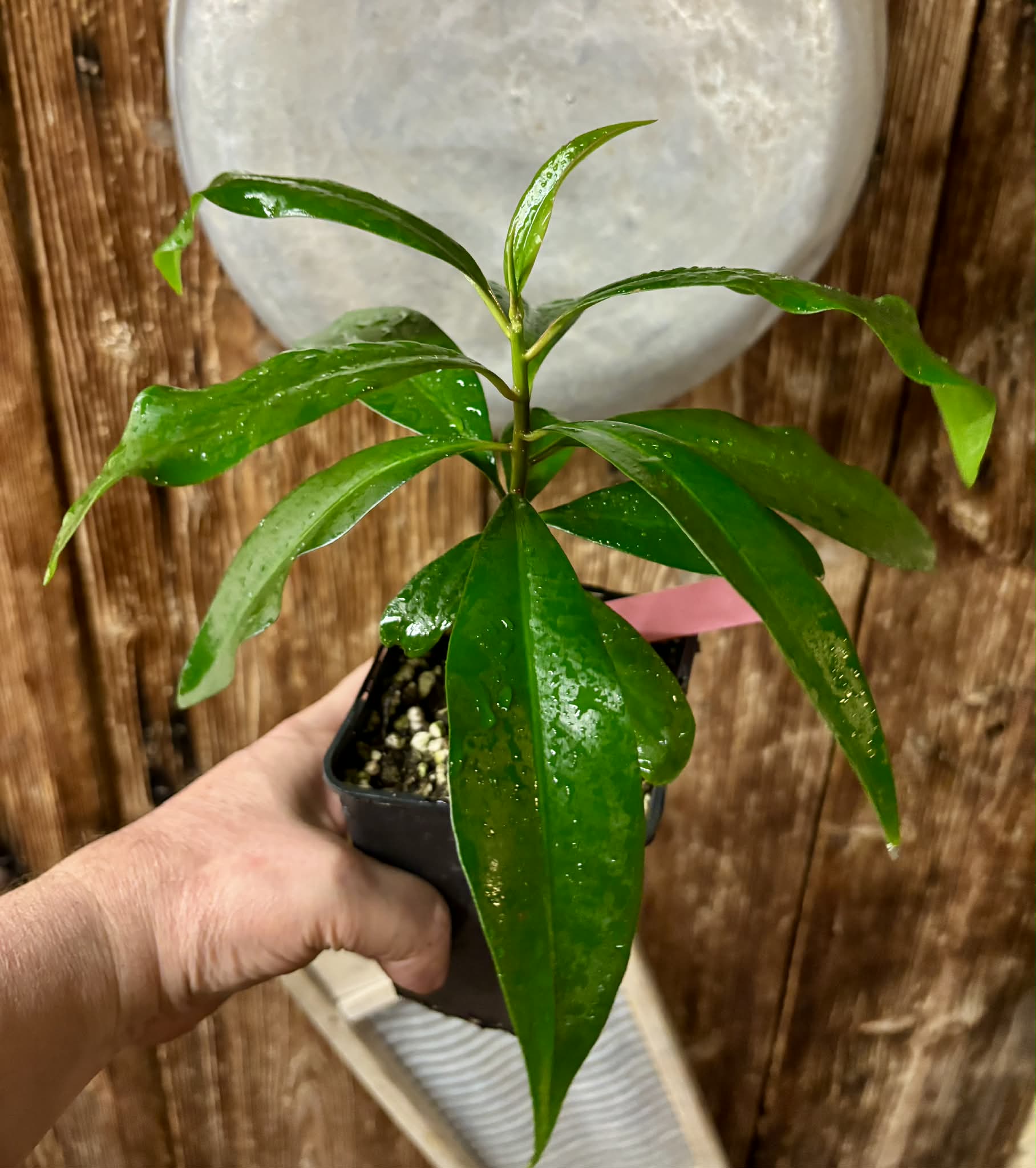 Ardisia elliptica - 1 potted seedling / 1 getopfter Sämling