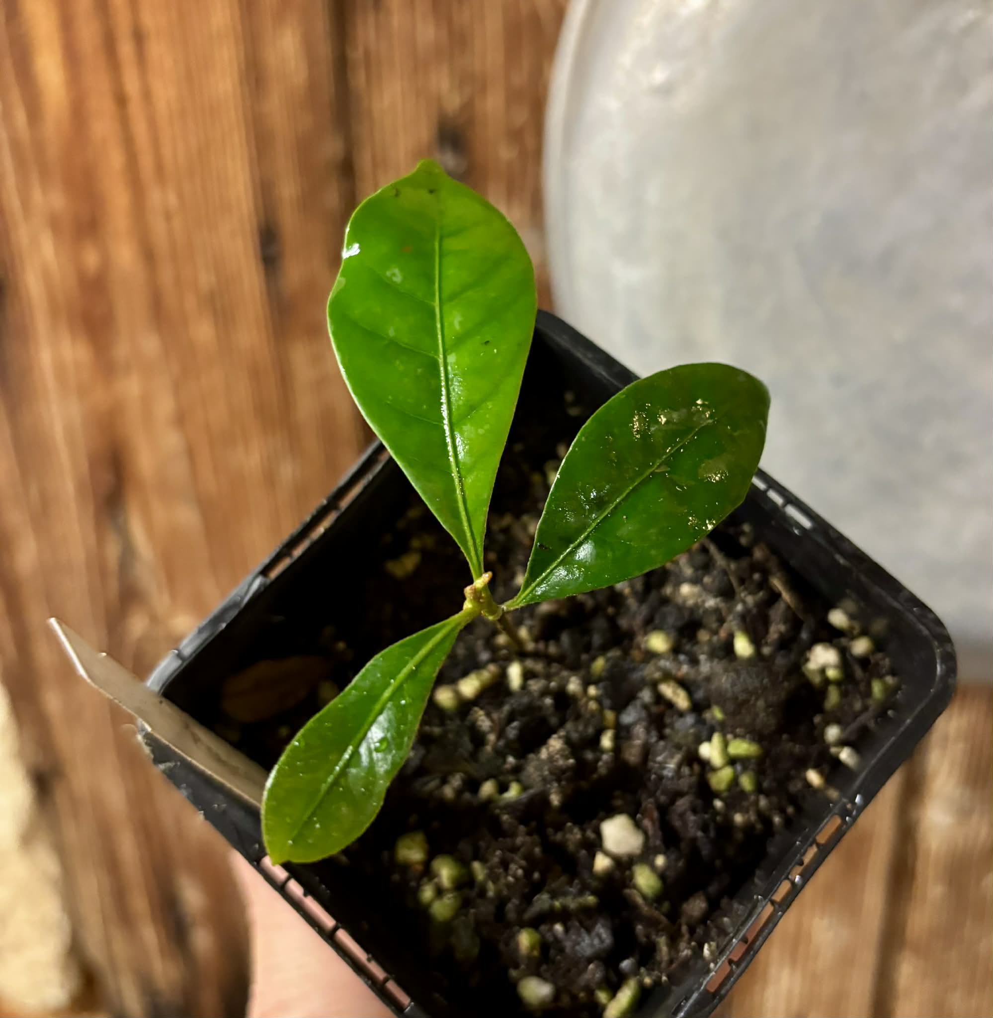 Pouteria bangii - 1 potted plant / 1 getopfte Pflanze