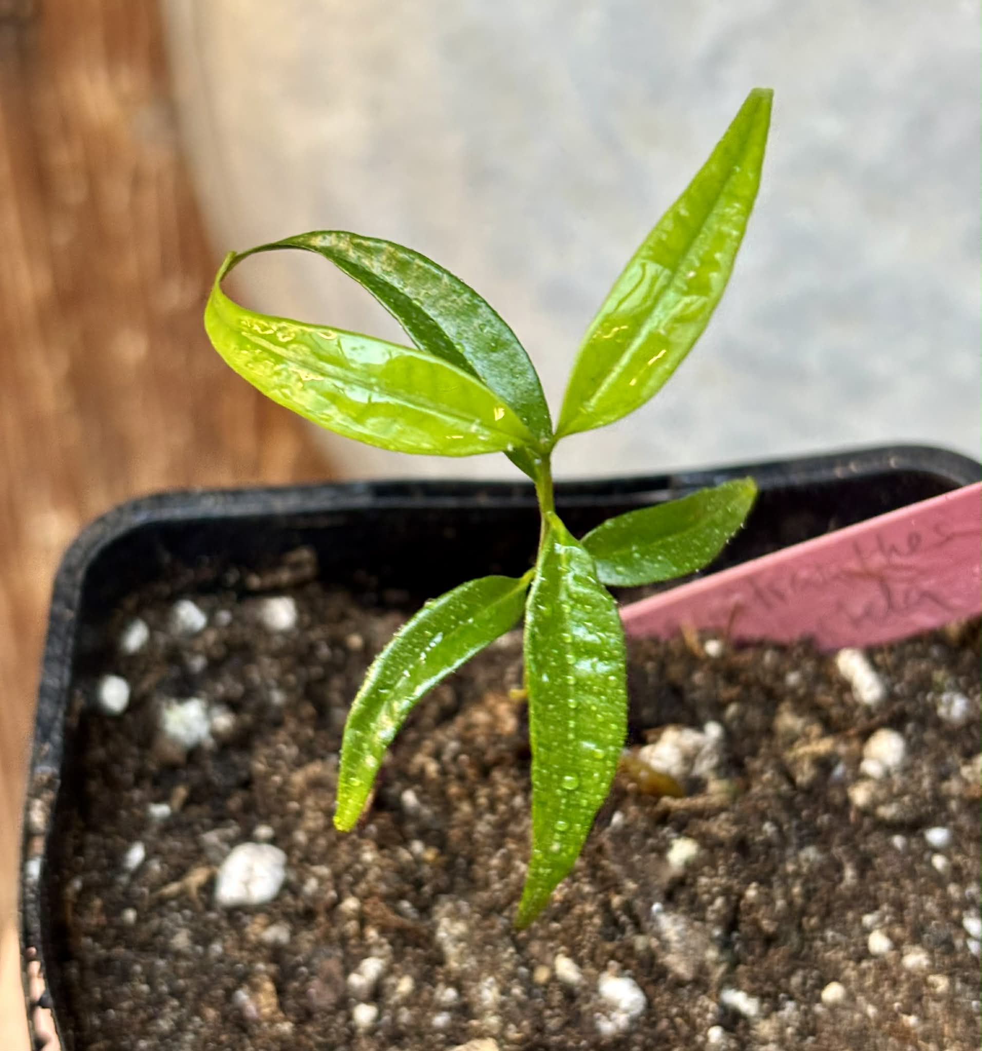 Neomitranthes sp Hortelo Tijuípe - 1 potted seedling / 1 getopfter Sämling