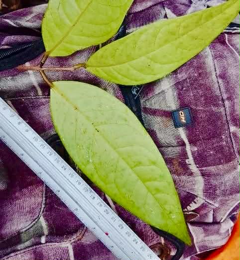 Pre Order - Eugenia sp Monitora -  1 fresh seed / 1 frischer Samen