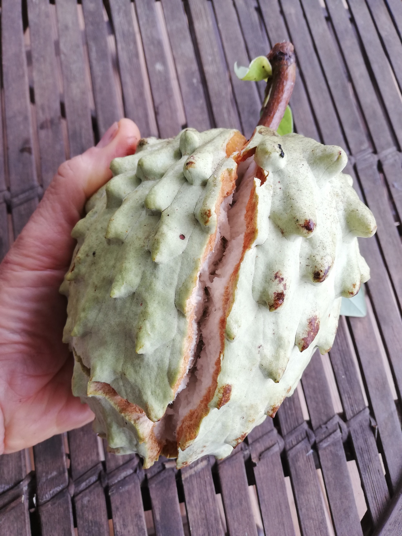 Ilama (Annona macroprophyllata) - 1 fresh seed / 1 frischer Samen