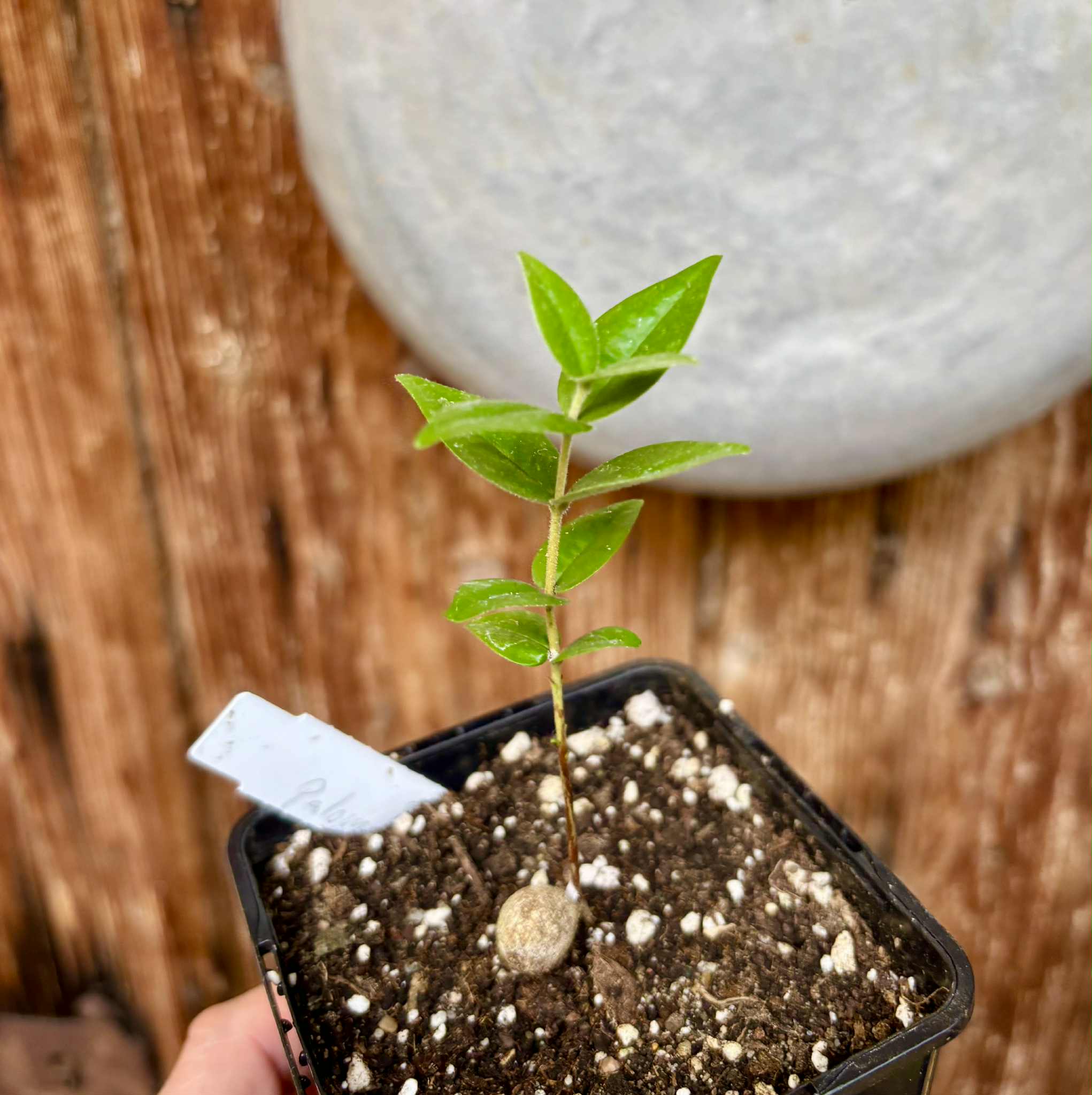 Eugenia sp Palometa - 1 potted seedling / 1 getopfter Sämling Eugenia sp Palometa - 1 potted seedling / 1 getopfter Sämling