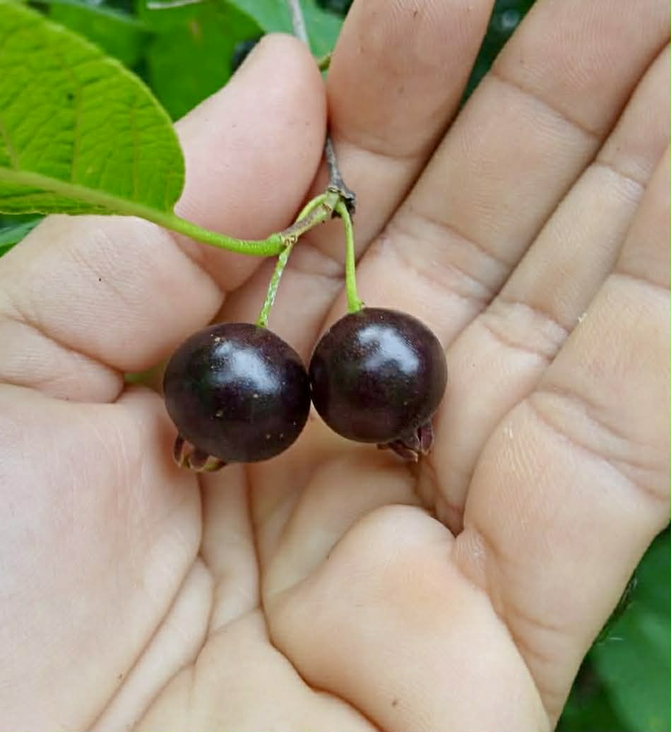 pre Order - Campomanesia aromatica var. Black - 1 fresh seed / 1 frischer Samen