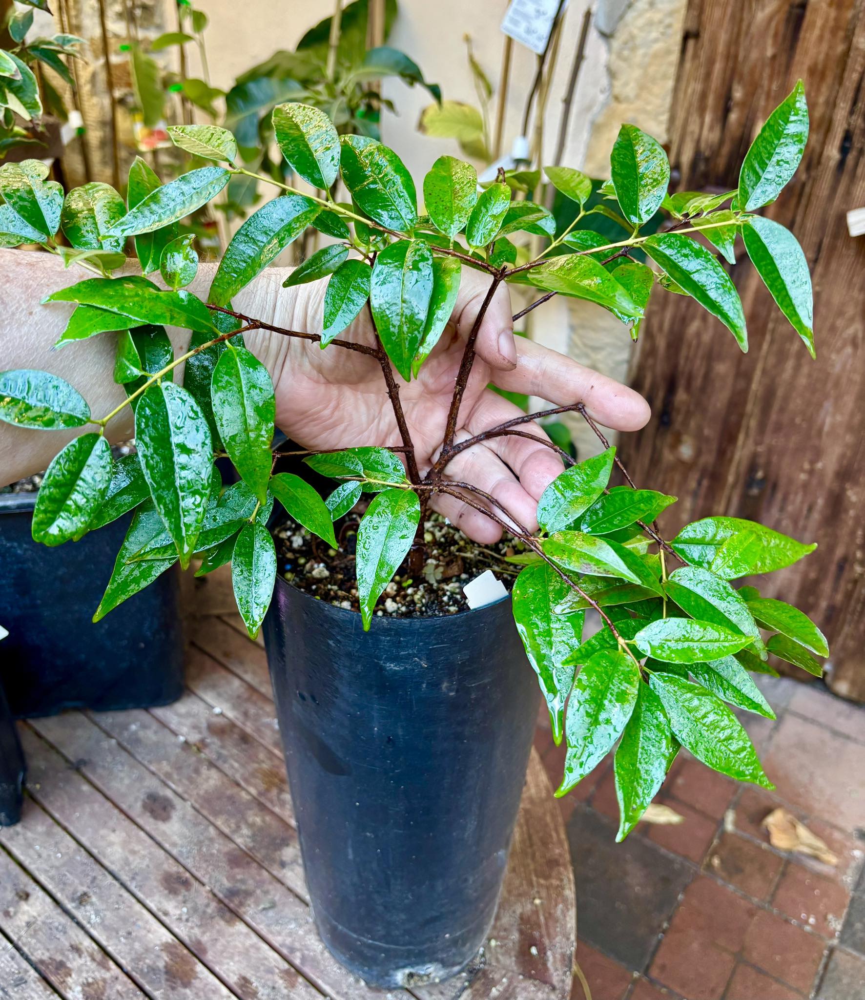 over 3 years old - Eugenia anthropophaga - 1 potted plant / 1 getopfte Pflanze
