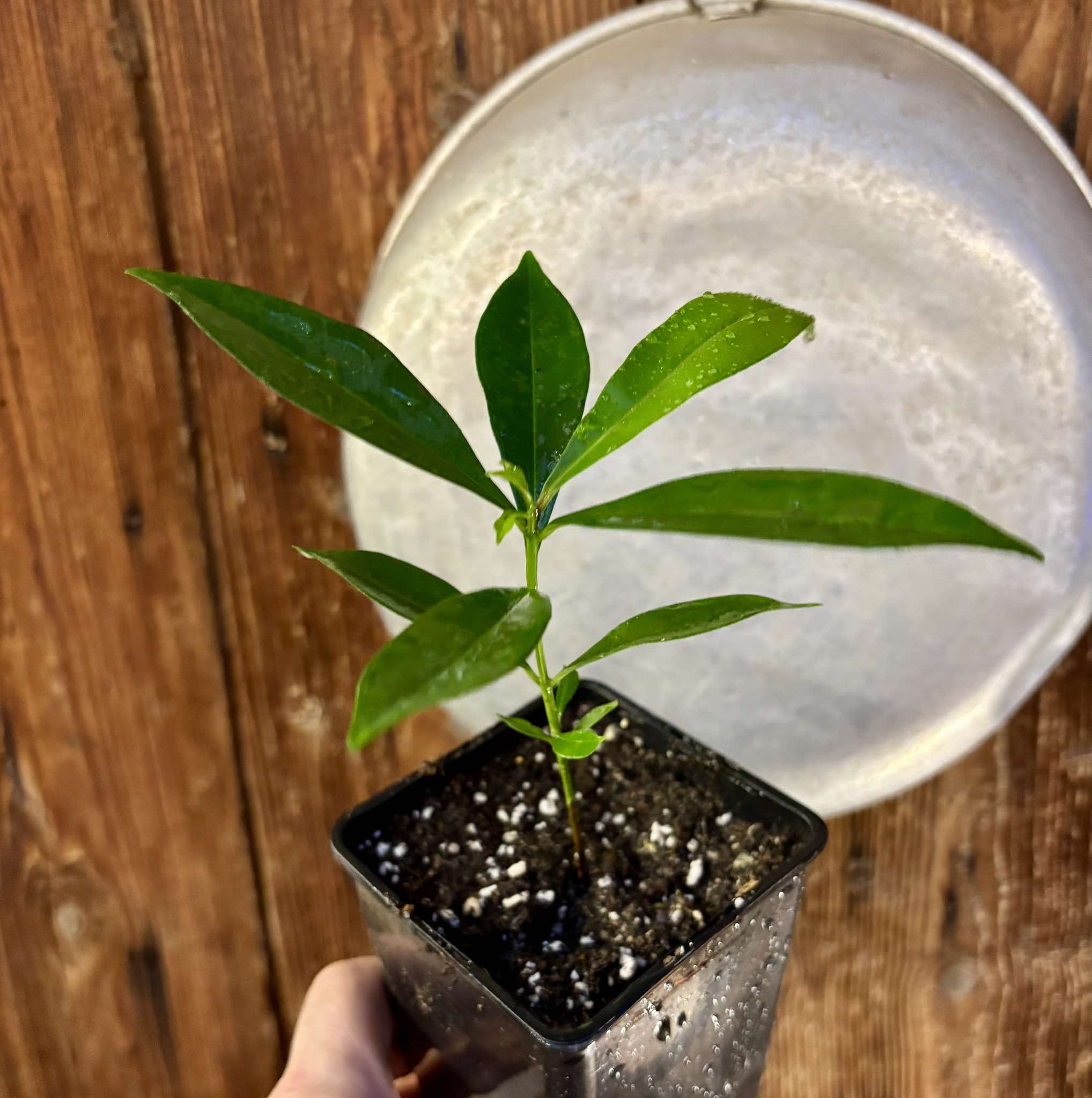 Syzygium cumini - 1 potted plant / 1 getopfte Pflanze