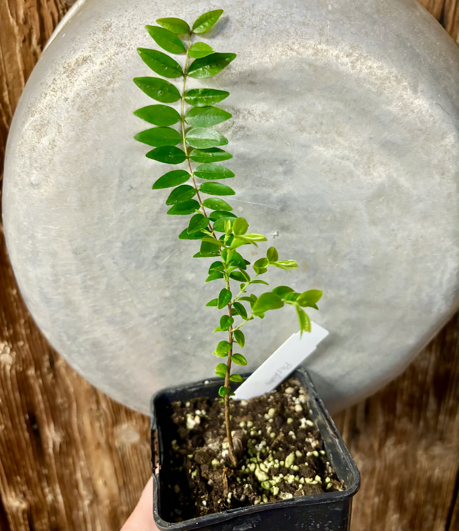 Myrciaria sp Pastora - 1 potted seedling / 1 getopfter Sämling