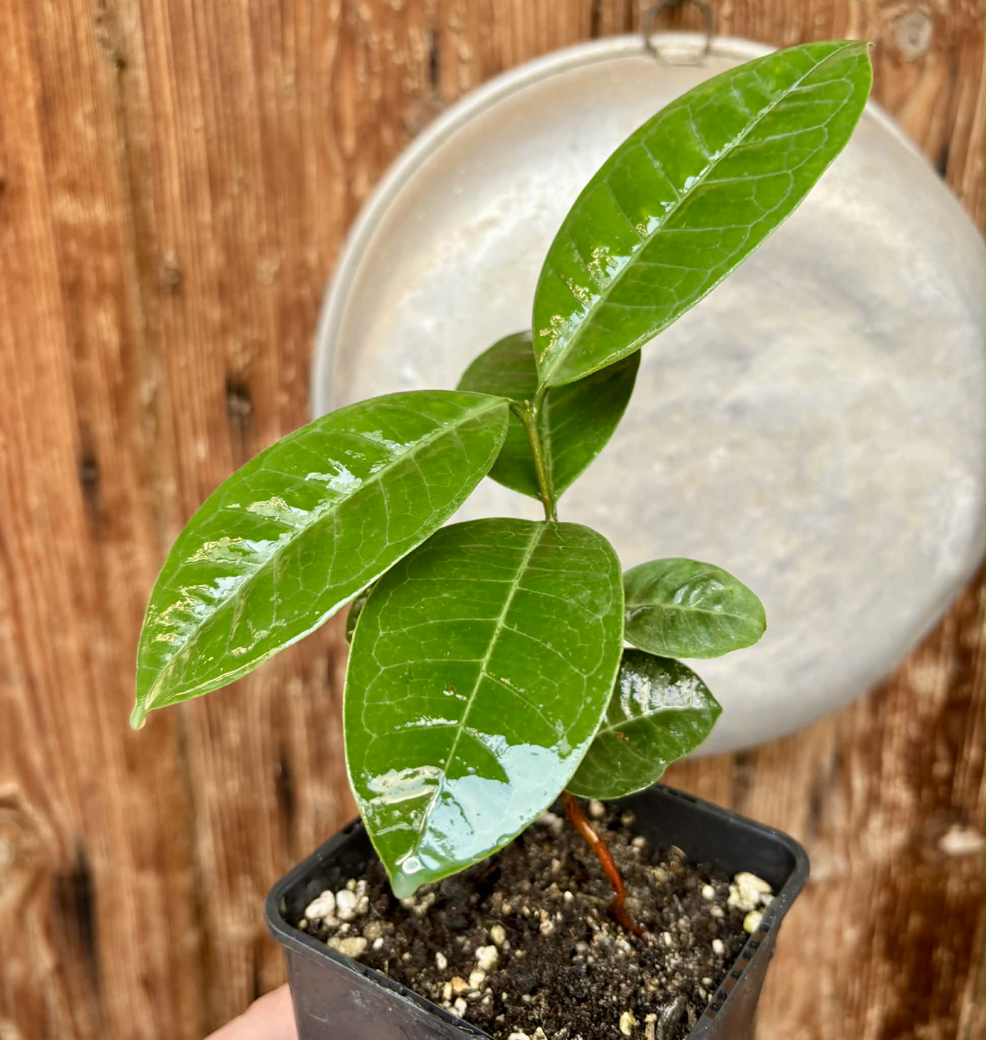 Eugenia bahiensis  - 1 potted plant / 1 getopfte Pflanze