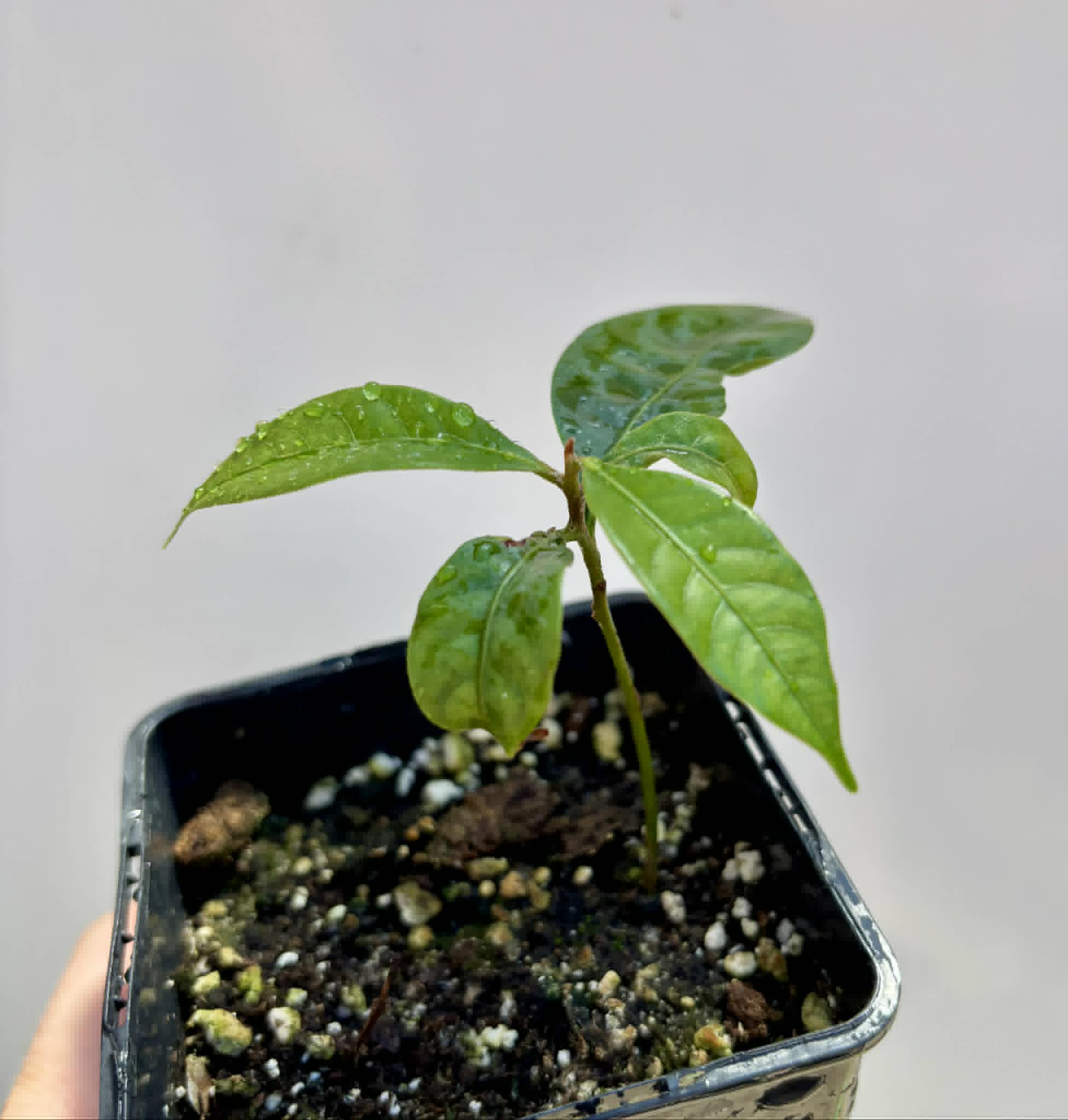 Pouteria bangii - 1 potted plant / 1 getopfte Pflanze