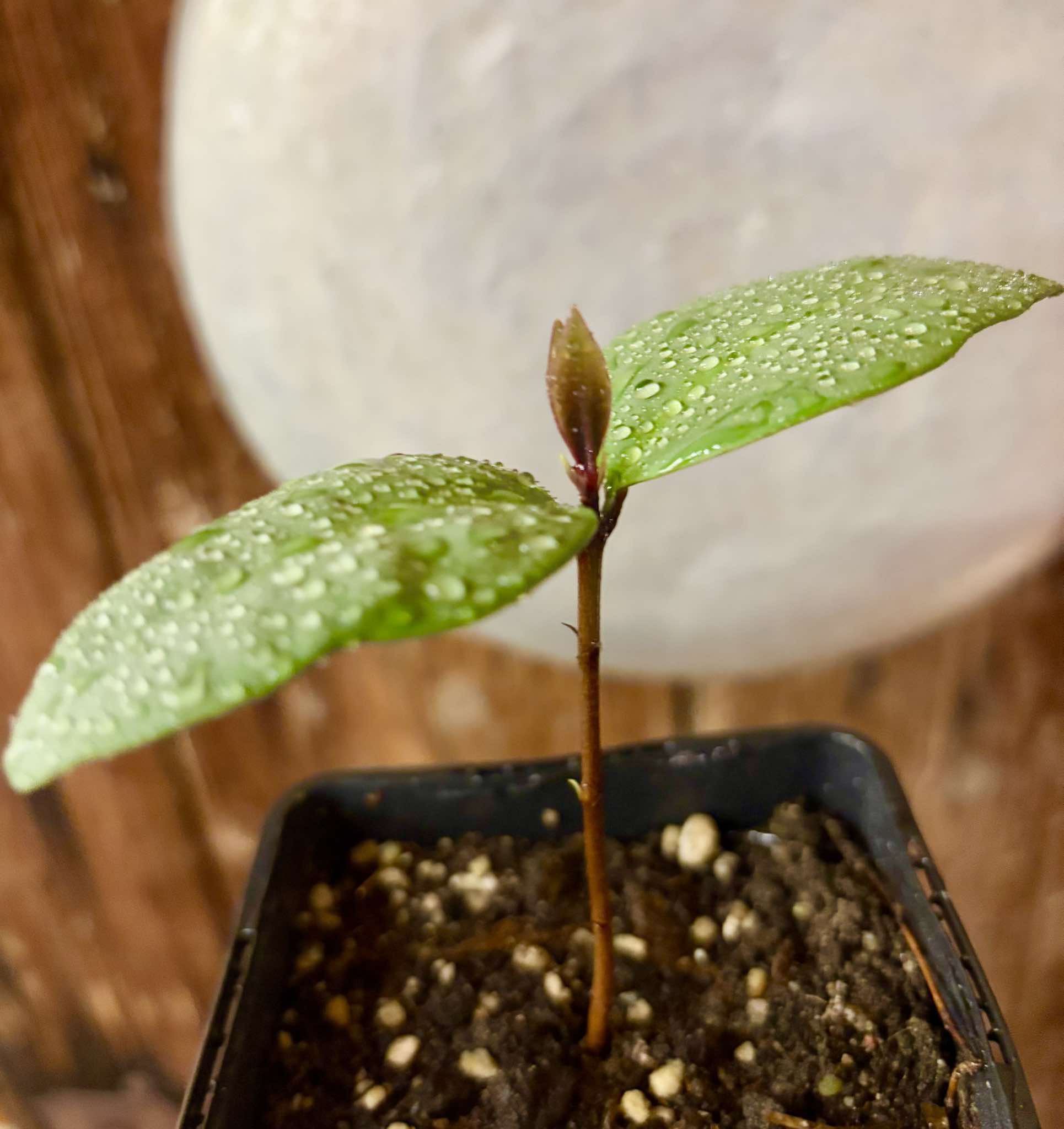 Eugenia sp Unana -  1 small potted seedling / 1 kleiner getopfter Sämling