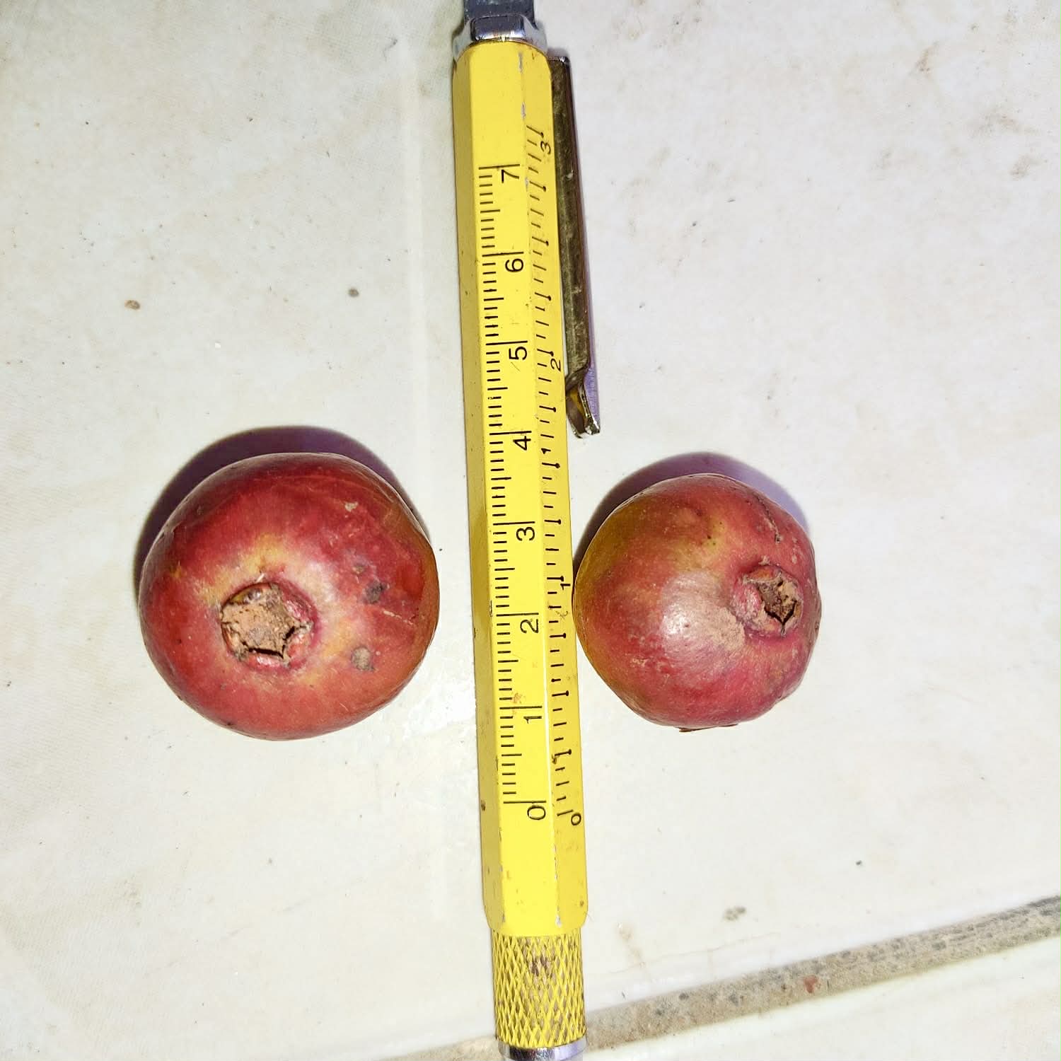 Pre Order - Psidium sp Dovale -  1 fresh seed / 1 frischer Samen