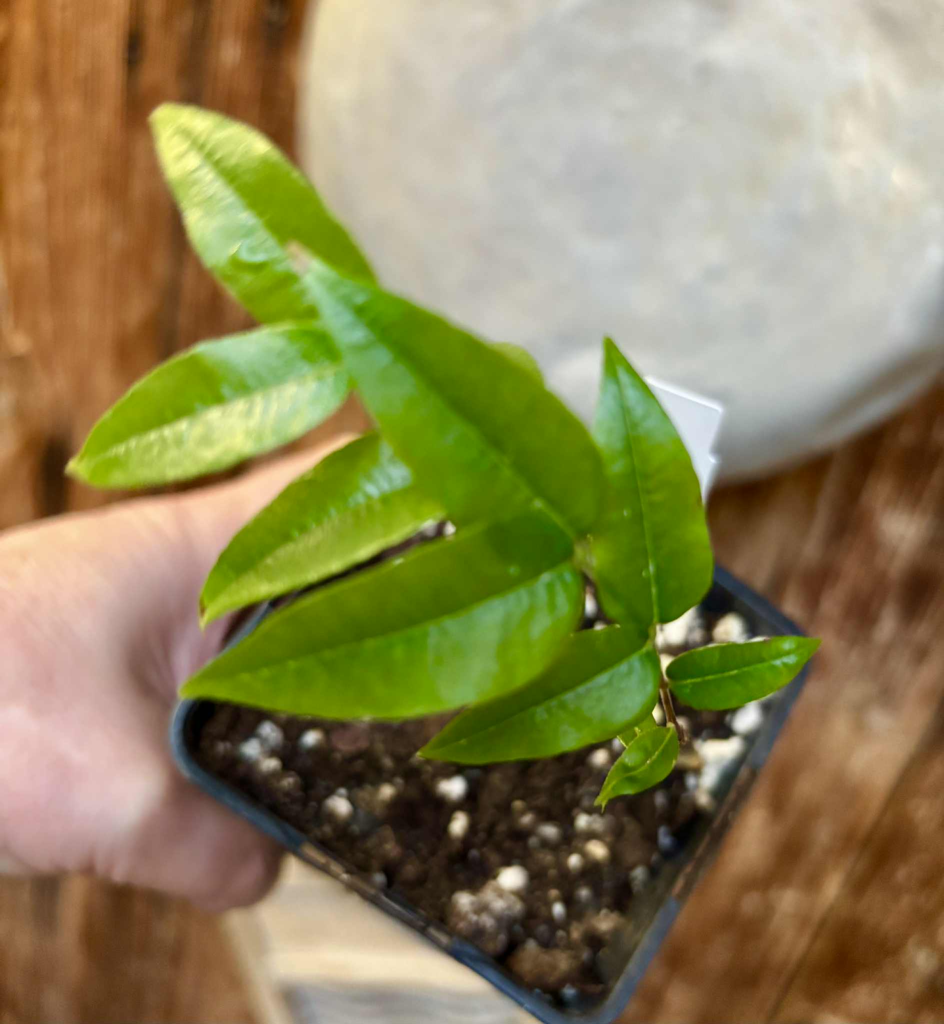 Myrciaria sp Jaboticaba - 1 potted plant / 1 getopfte Pflanze