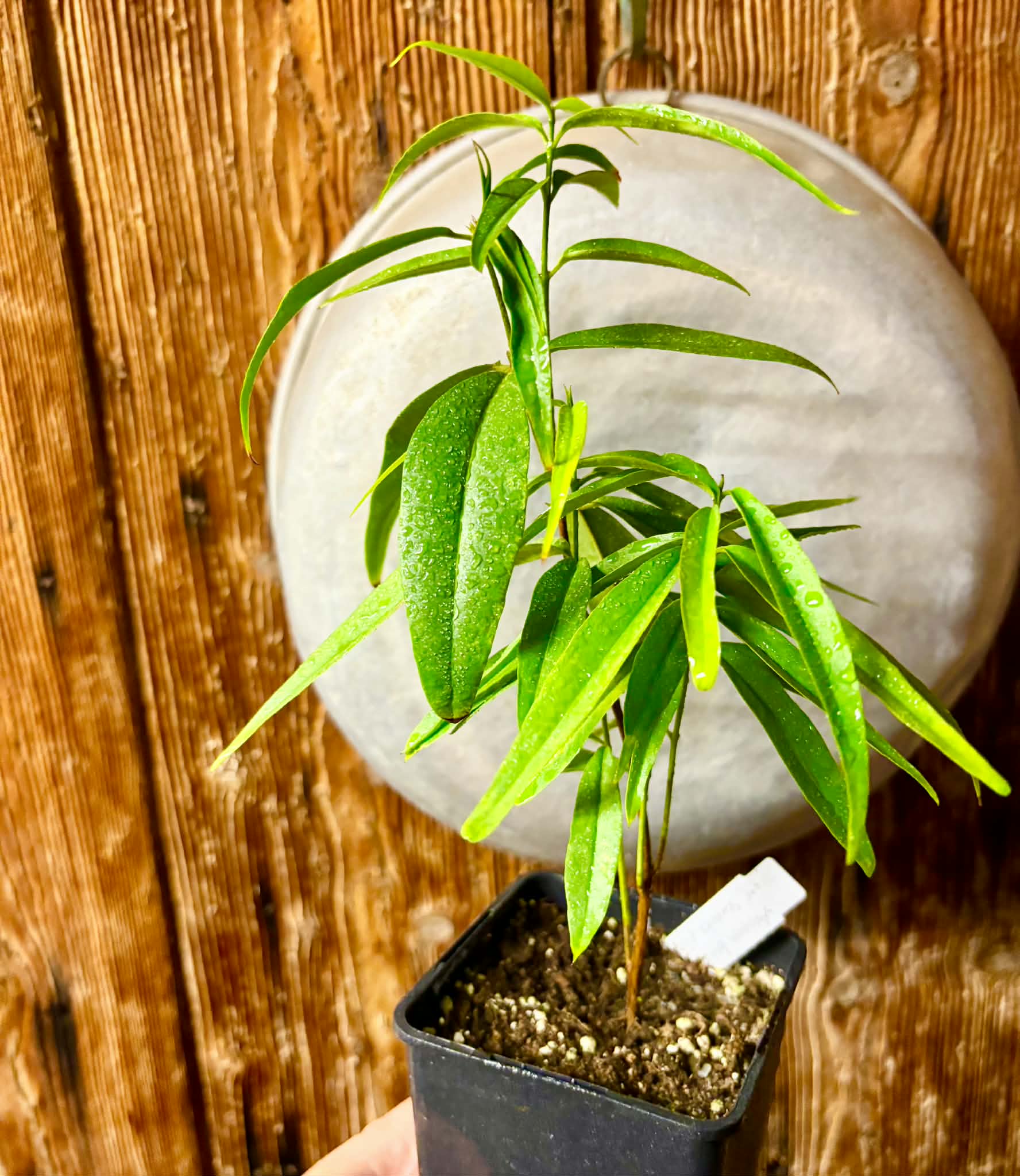 Eugenia bahiensis var. Sementes pintada  - 1 potted plant / 1 getopfte Pflanze