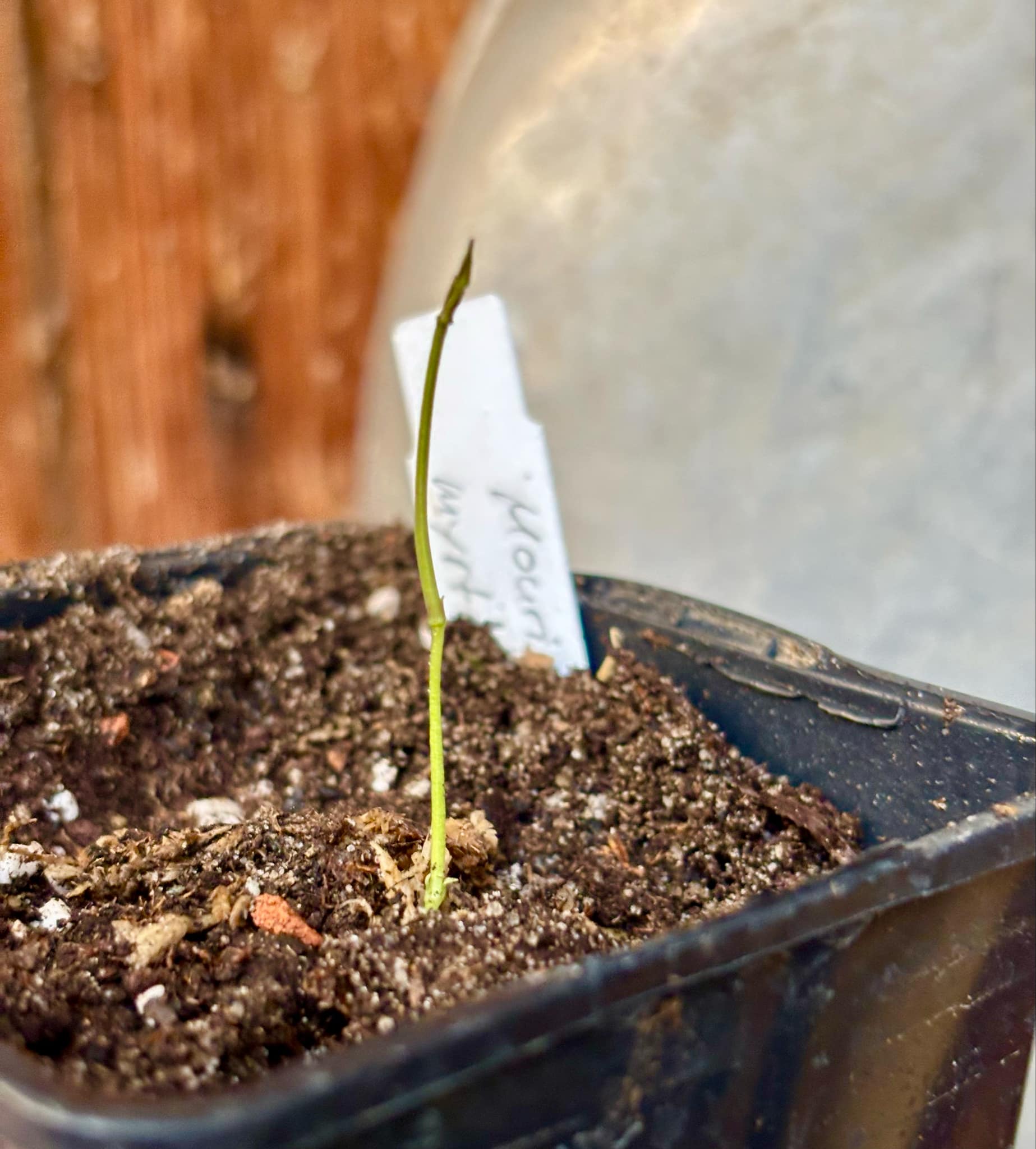 Mouriri myrtilloides - 1 just potted seedling / 1 frisch getopfter Sämling