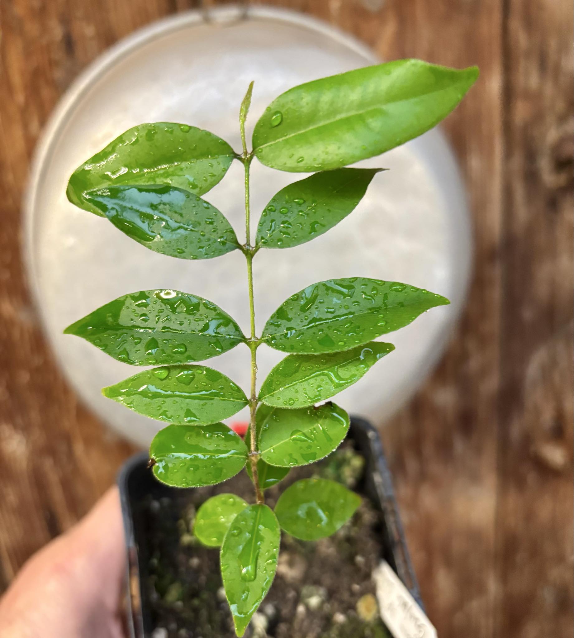 Eugenia sp Guajuba suave -  1 potted seedling / 1 getopfter Sämling