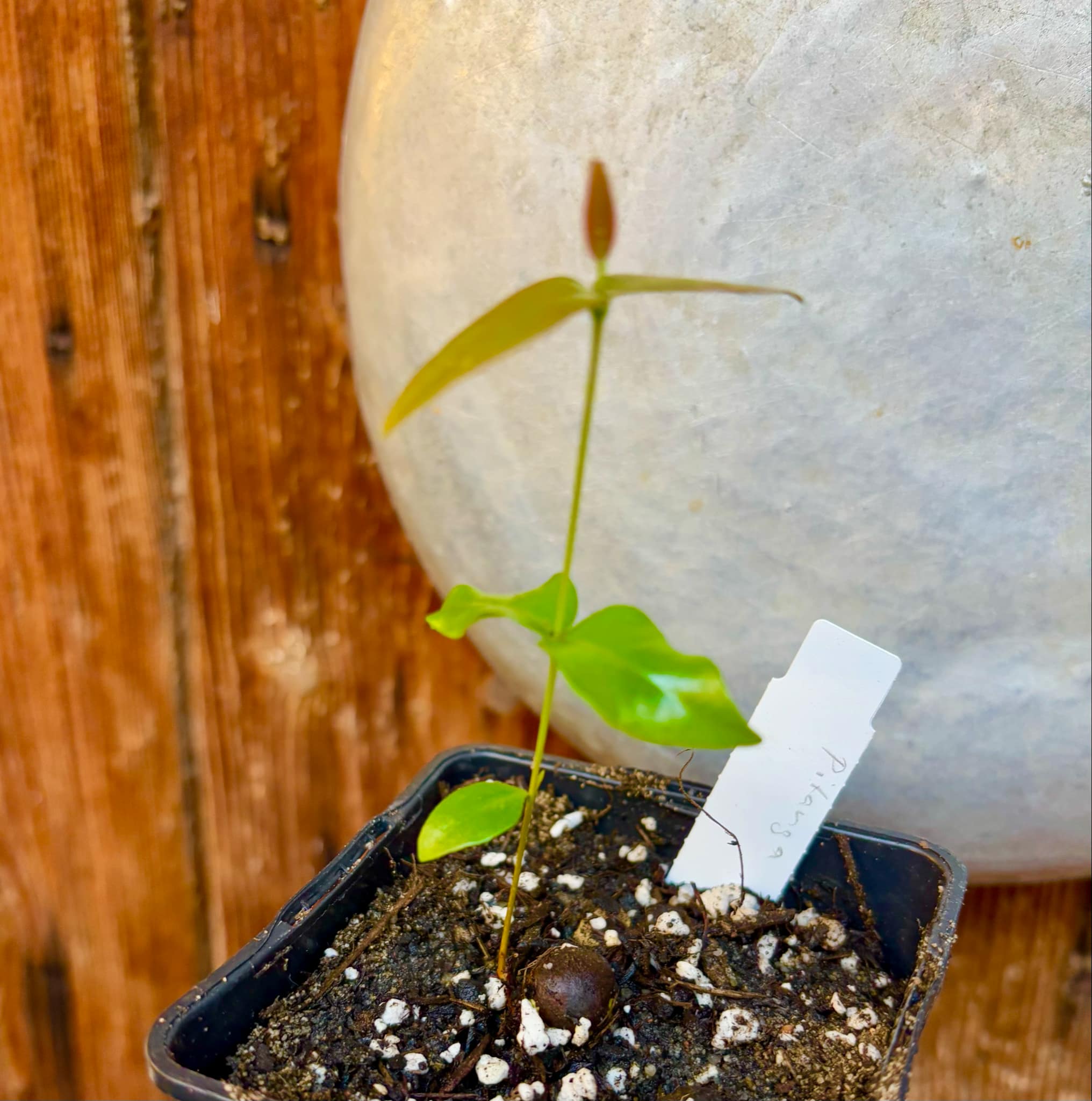 Eugenia uniflora var. Teneriffa  - 1 small potted seedling / 1 kleiner, getopfter Sämling