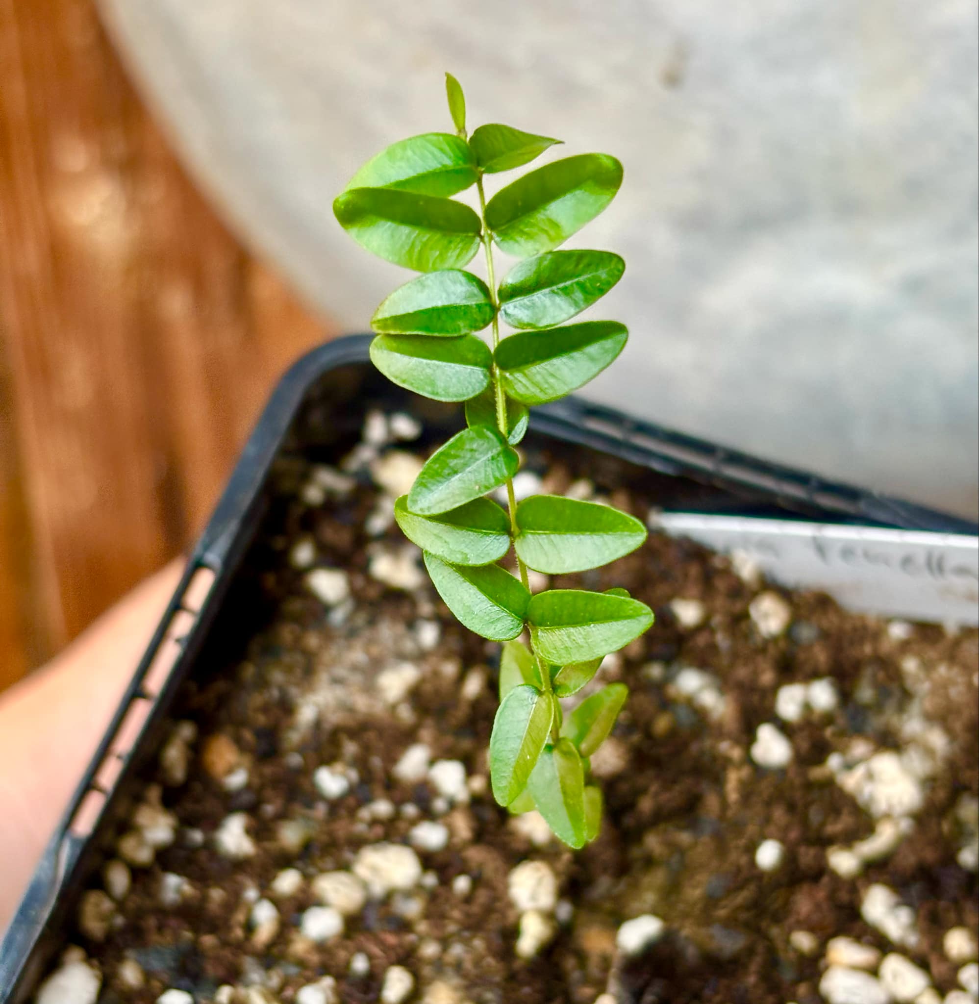 Myrciaria tenella preta  - 1 small potted seedling / 1 kleiner, getopfter Sämling