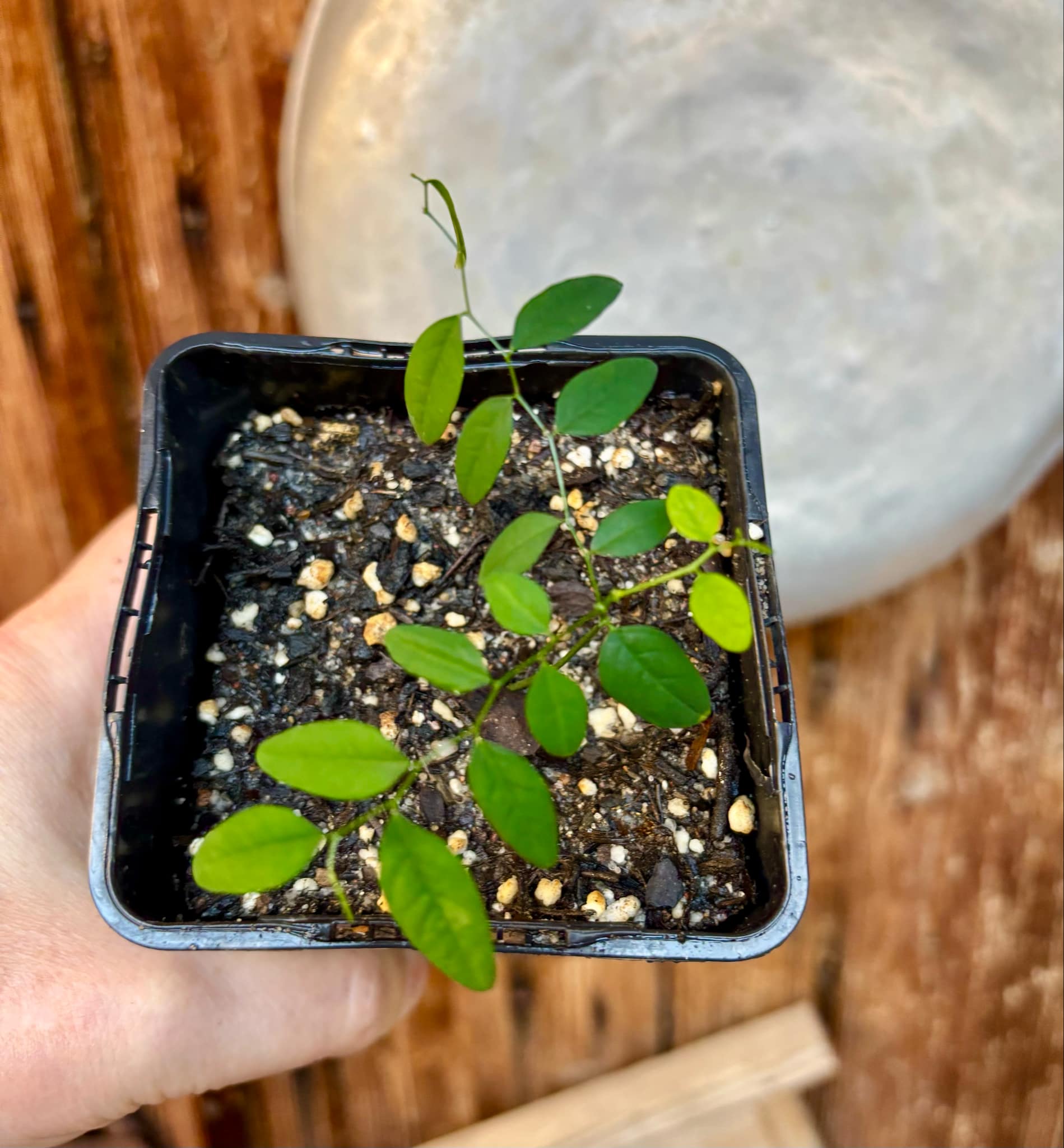 Katuk (Sauropus androgynus) - 1 small potted plant / 1 kleine, getopfte Pflanze Katuk (Sauropus androgynus) - 1 small potted plant / 1 kleine, getopfte Pflanze
