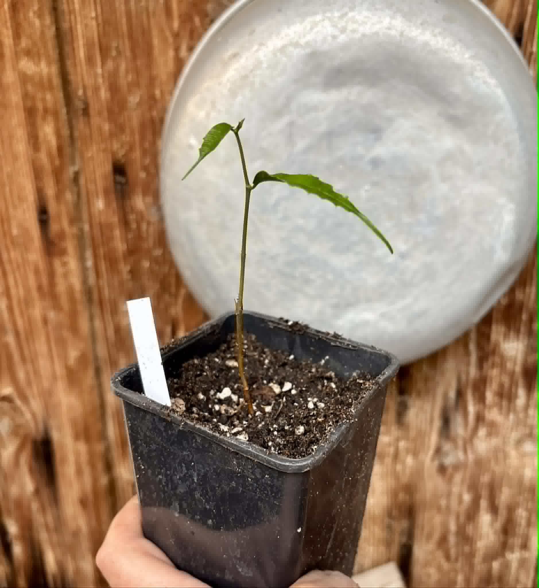 Brosimum alicastrum - Maya nut / Maya Nuss - 1 potted plant / 1 getopfte Pflanze