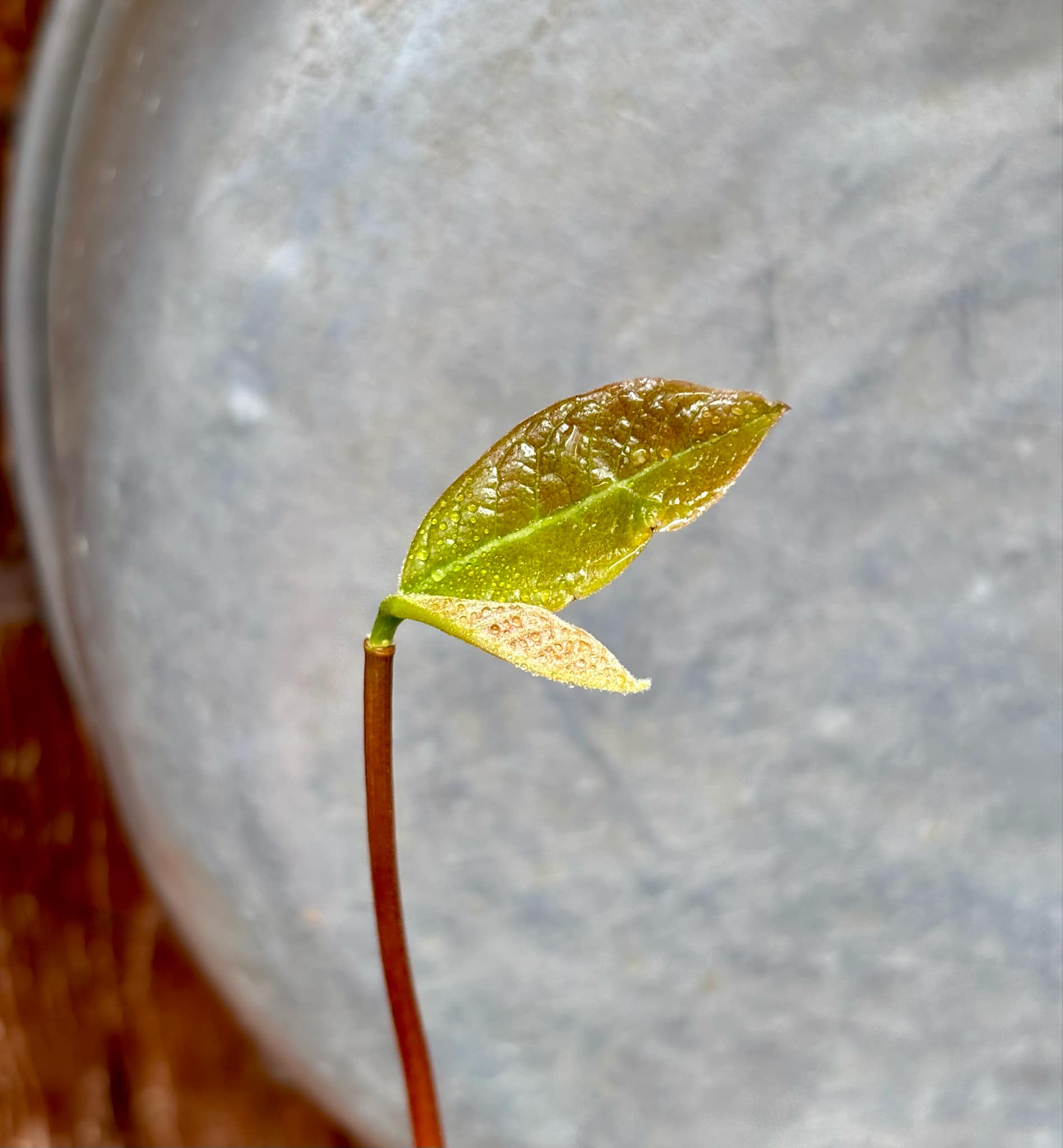 Annona purpurea - Soncoya -  1 small potted seedling / 1 kleiner, getopfter Sämling